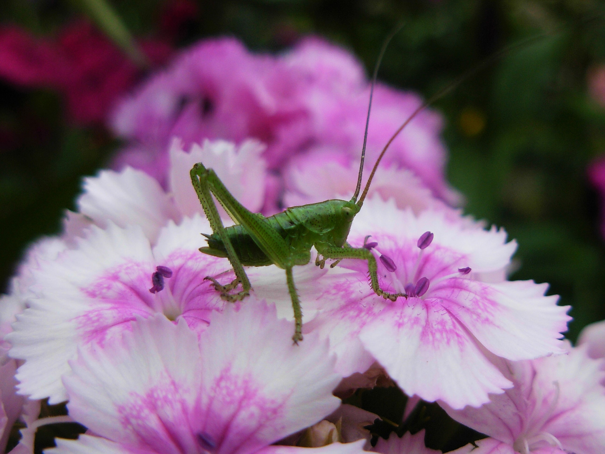Nikon COOLPIX L5 sample photo. Green insect photography