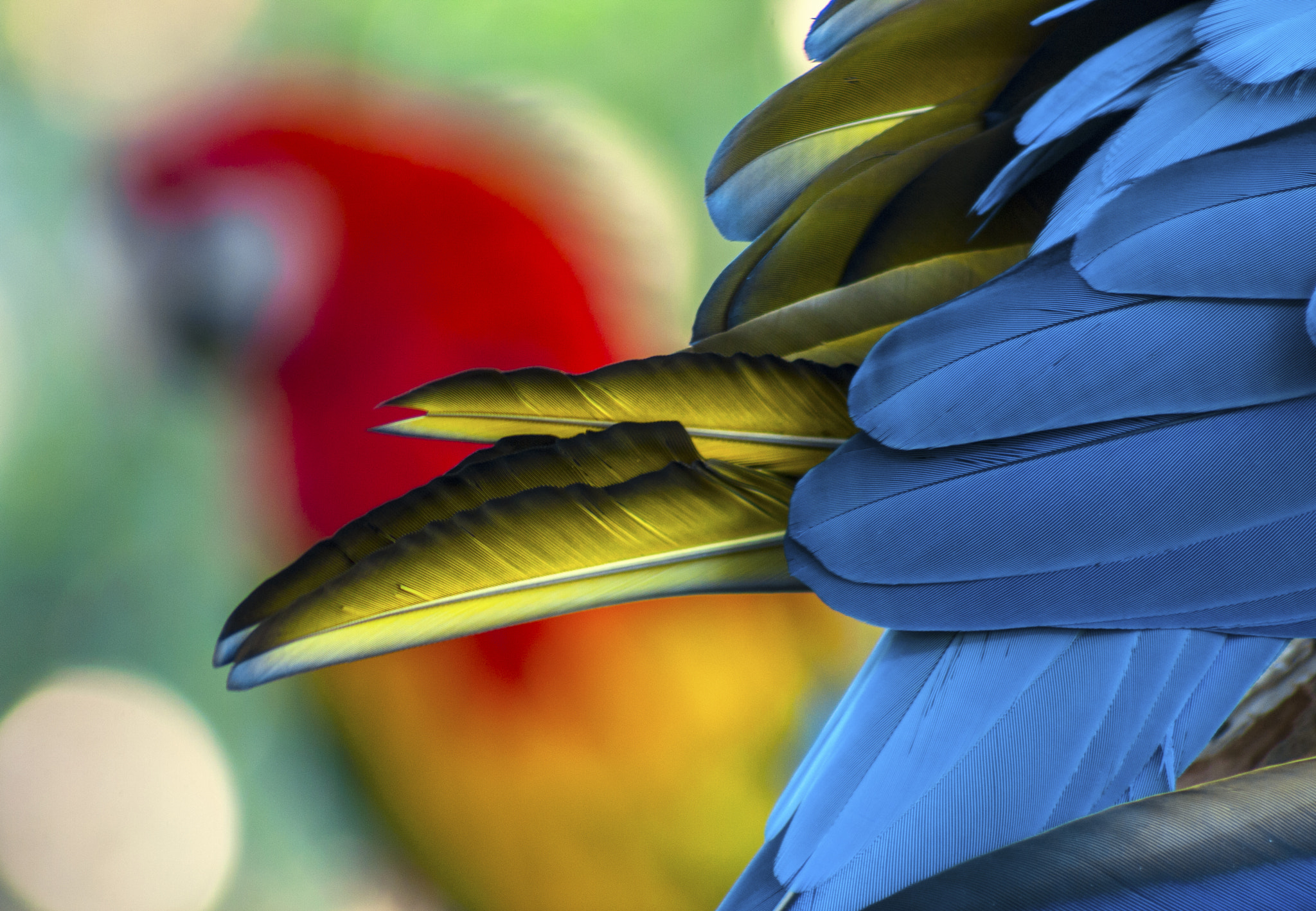 Canon EOS 40D + EF75-300mm f/4-5.6 sample photo. Macaw feathers photography
