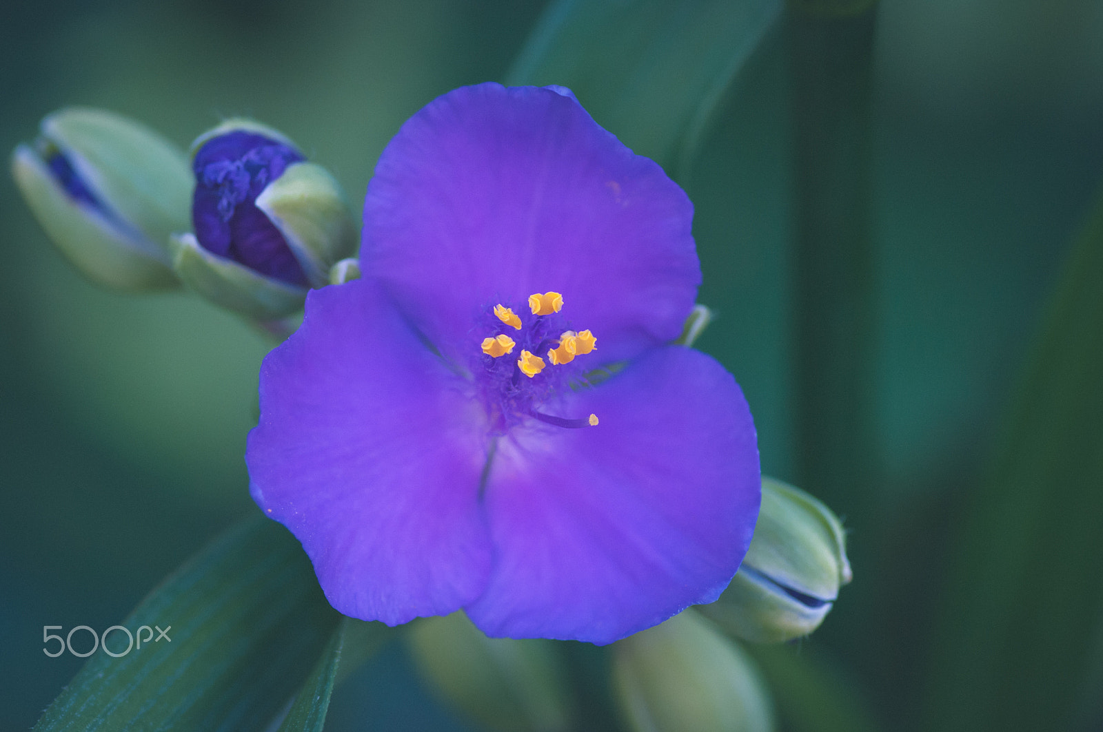 Pentax smc D-FA 100mm F2.8 macro sample photo. V... photography