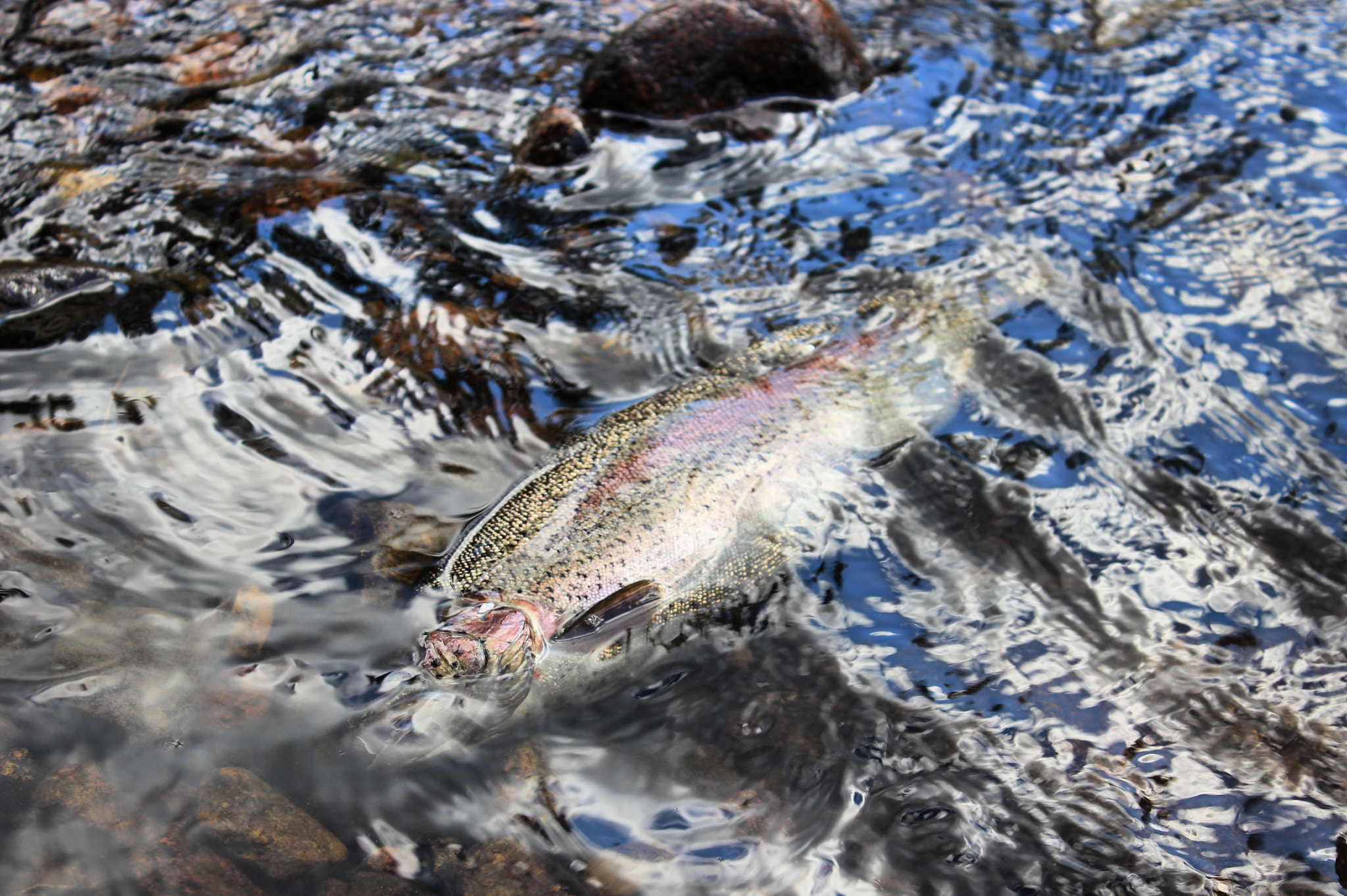 Canon EF-S 18-55mm F3.5-5.6 IS II sample photo. Rainbowtrout photography