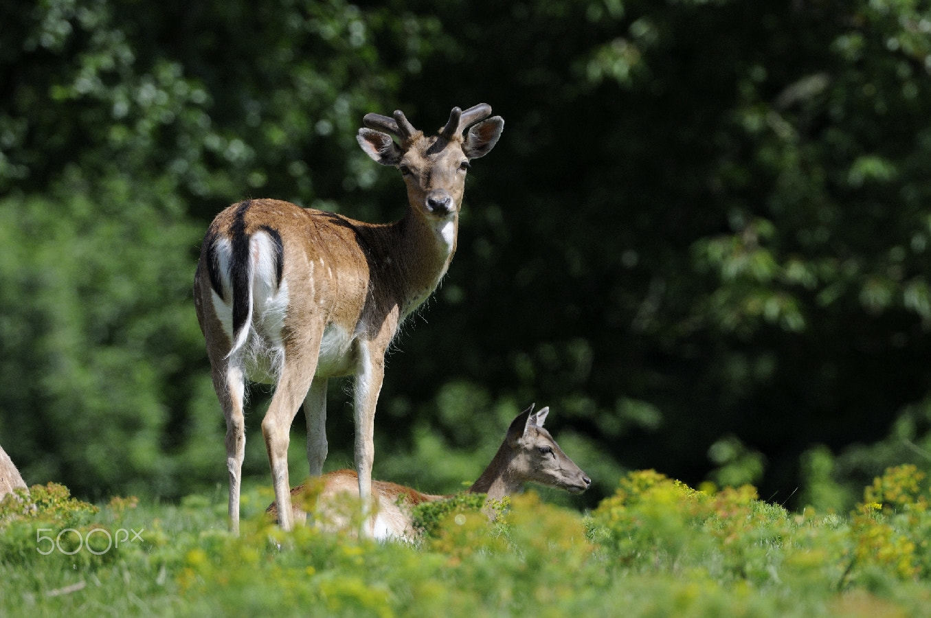 Nikon AF-S Nikkor 200-400mm F4G ED-IF VR sample photo. Daim male en velours photography