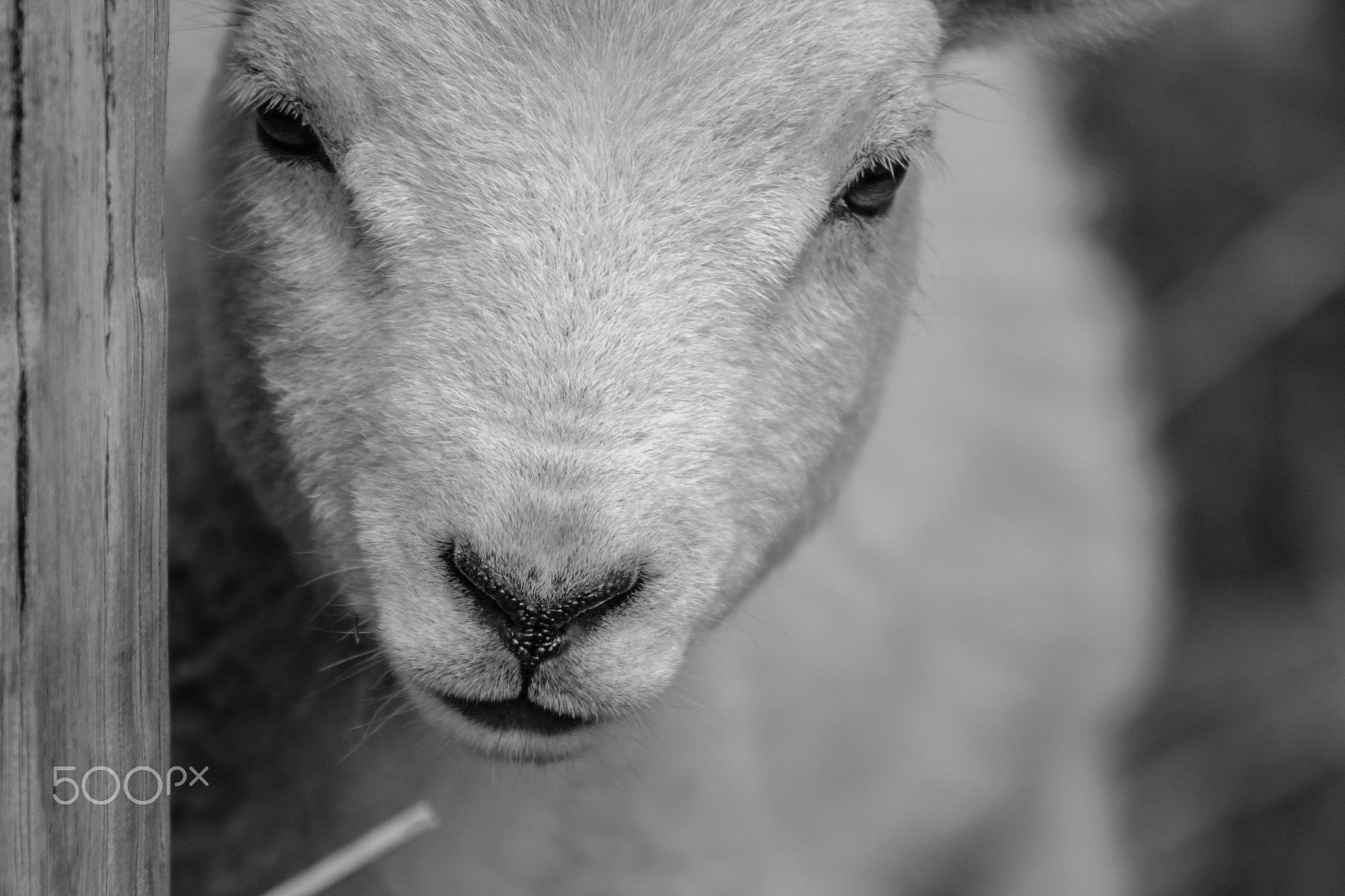 Canon EF 75-300mm f/4-5.6 USM sample photo. That face. photography