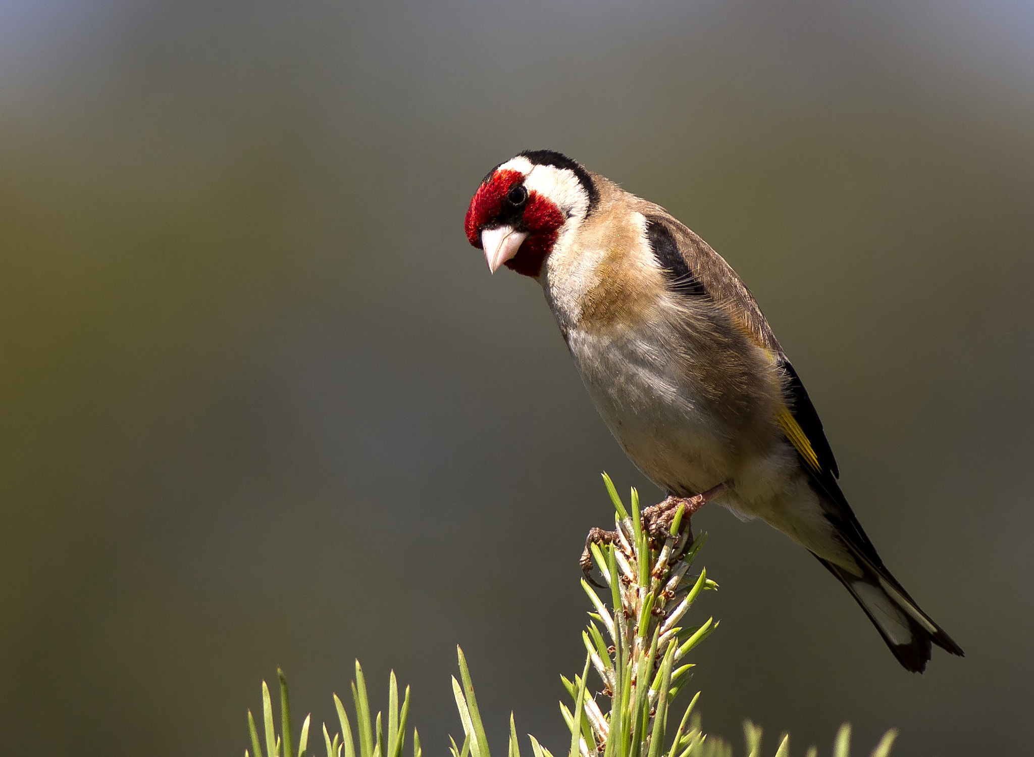 Canon EOS 7D + Canon EF 400mm F5.6L USM sample photo. Goldfinch... photography