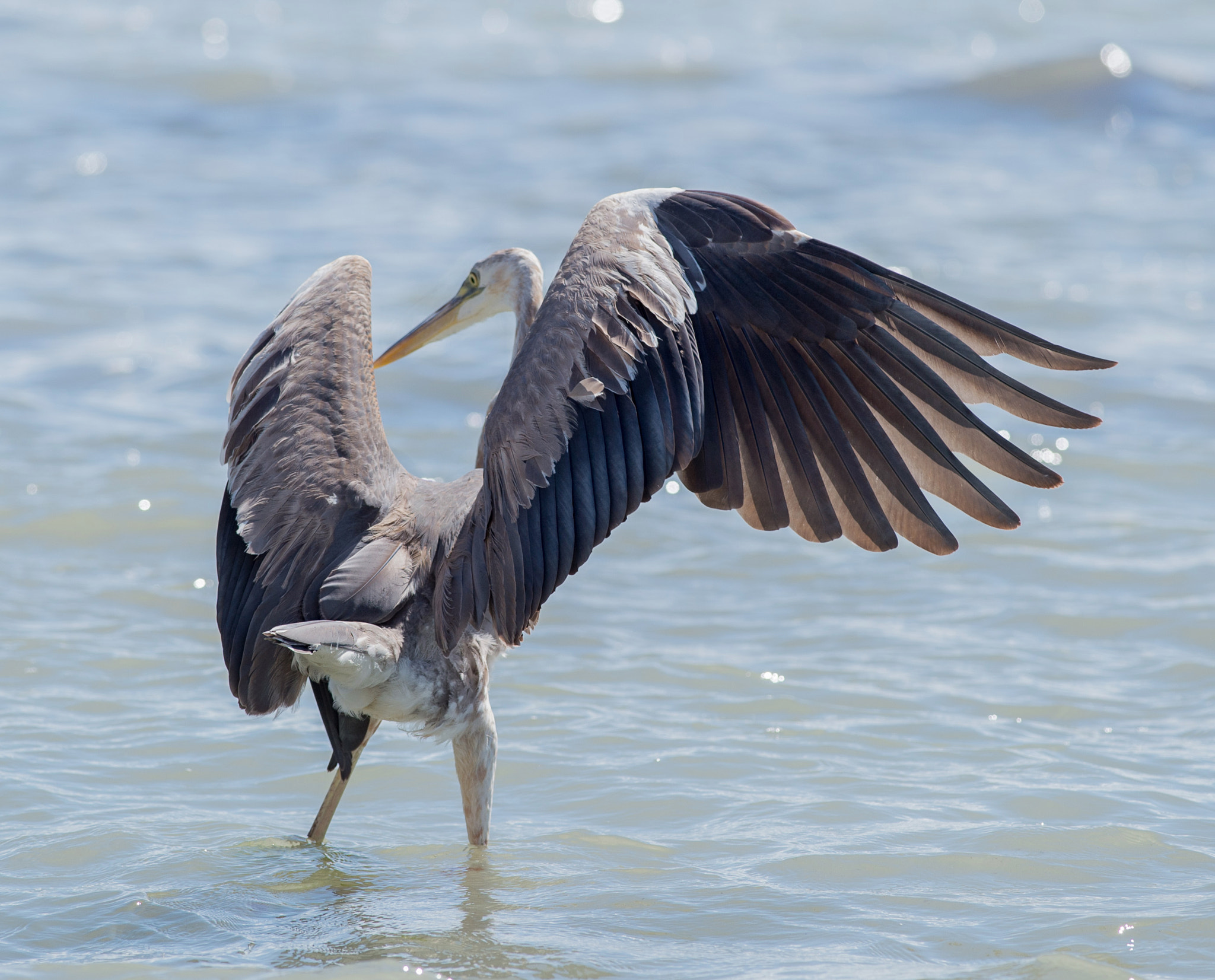 Nikon D4S + Nikon AF-S Nikkor 300mm F4D ED-IF sample photo. Dance of heron in the sea photography