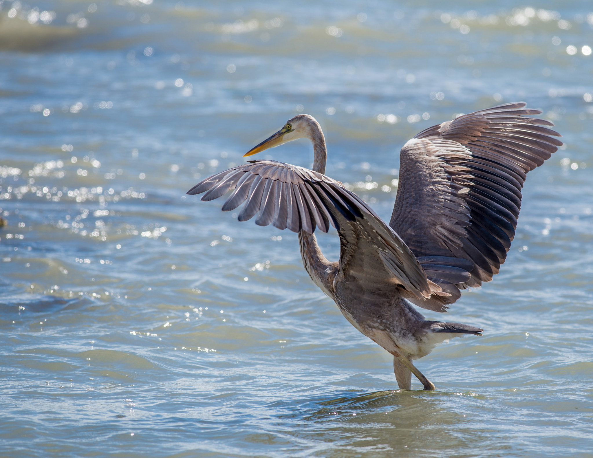 Nikon D4S + Nikon AF-S Nikkor 300mm F4D ED-IF sample photo. Dance of heron in the sea photography