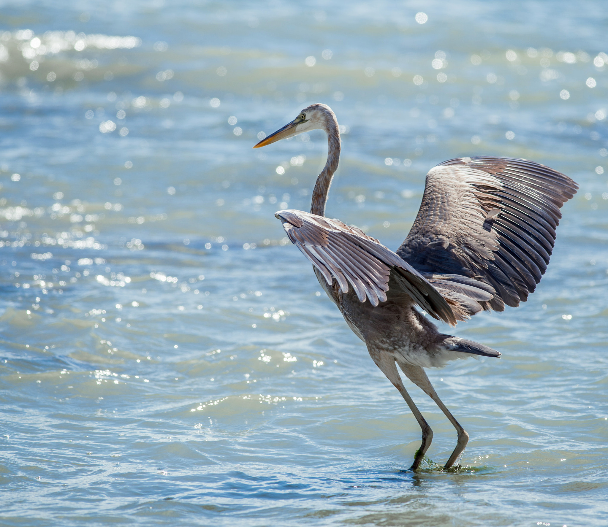 Nikon D4S + Nikon AF-S Nikkor 300mm F4D ED-IF sample photo. Dance of heron in the sea photography