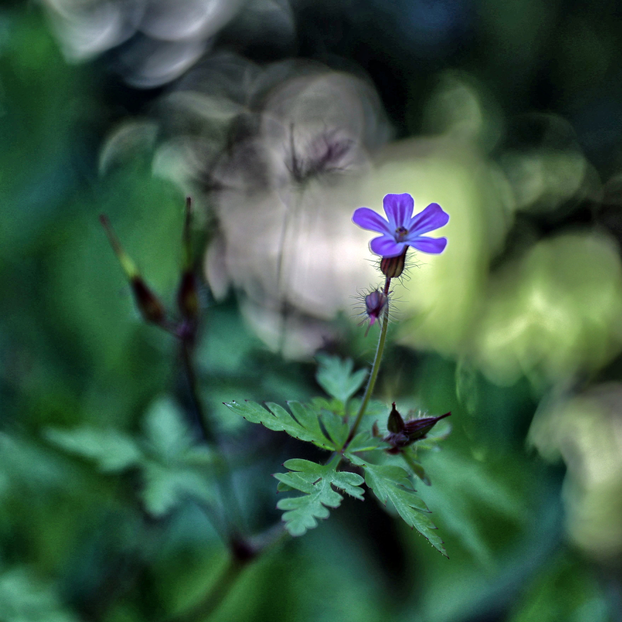 Canon EF 24-70mm F2.8L II USM sample photo