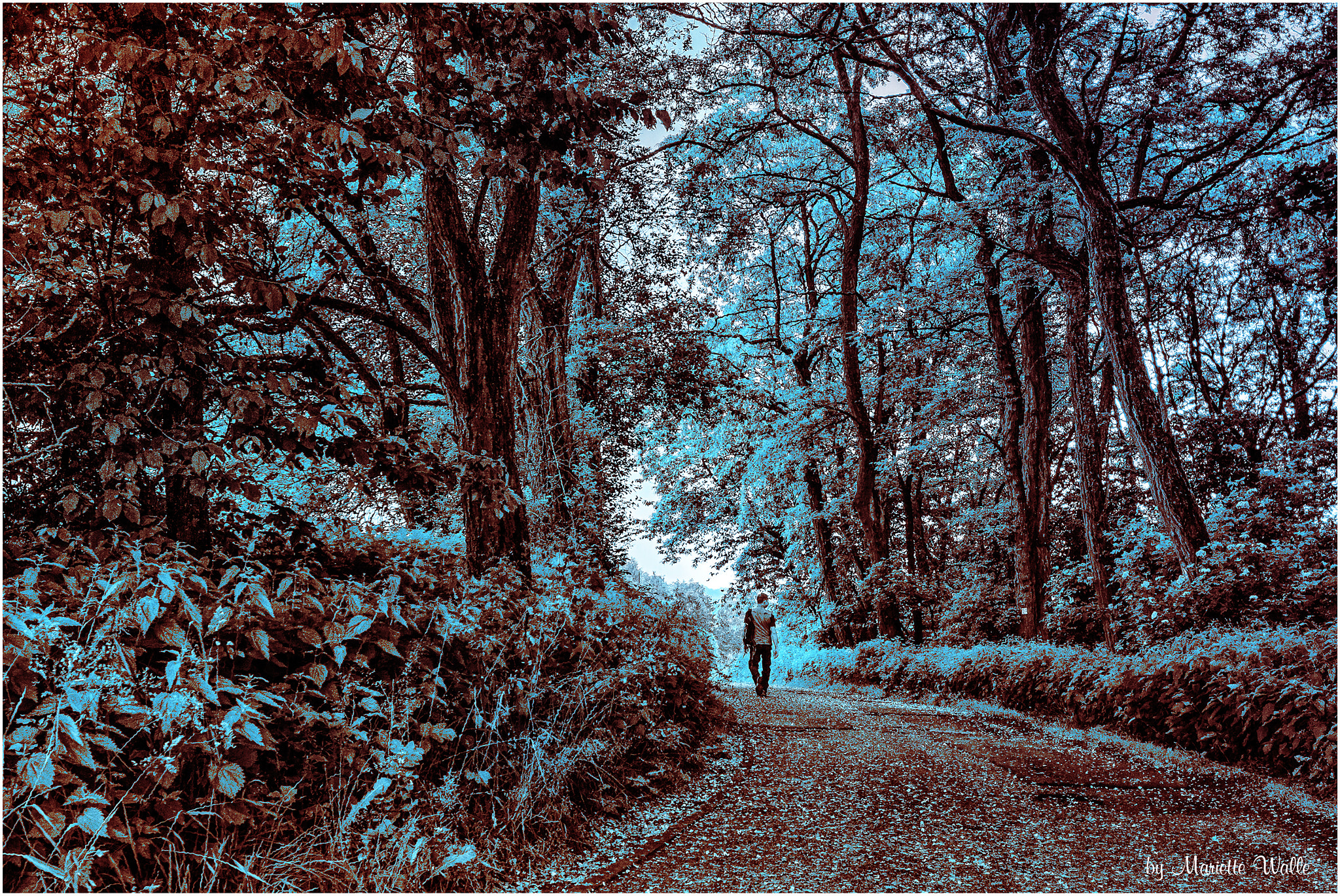 Sigma 12-24mm F4.5-5.6 II DG HSM sample photo. Walking in the forest photography