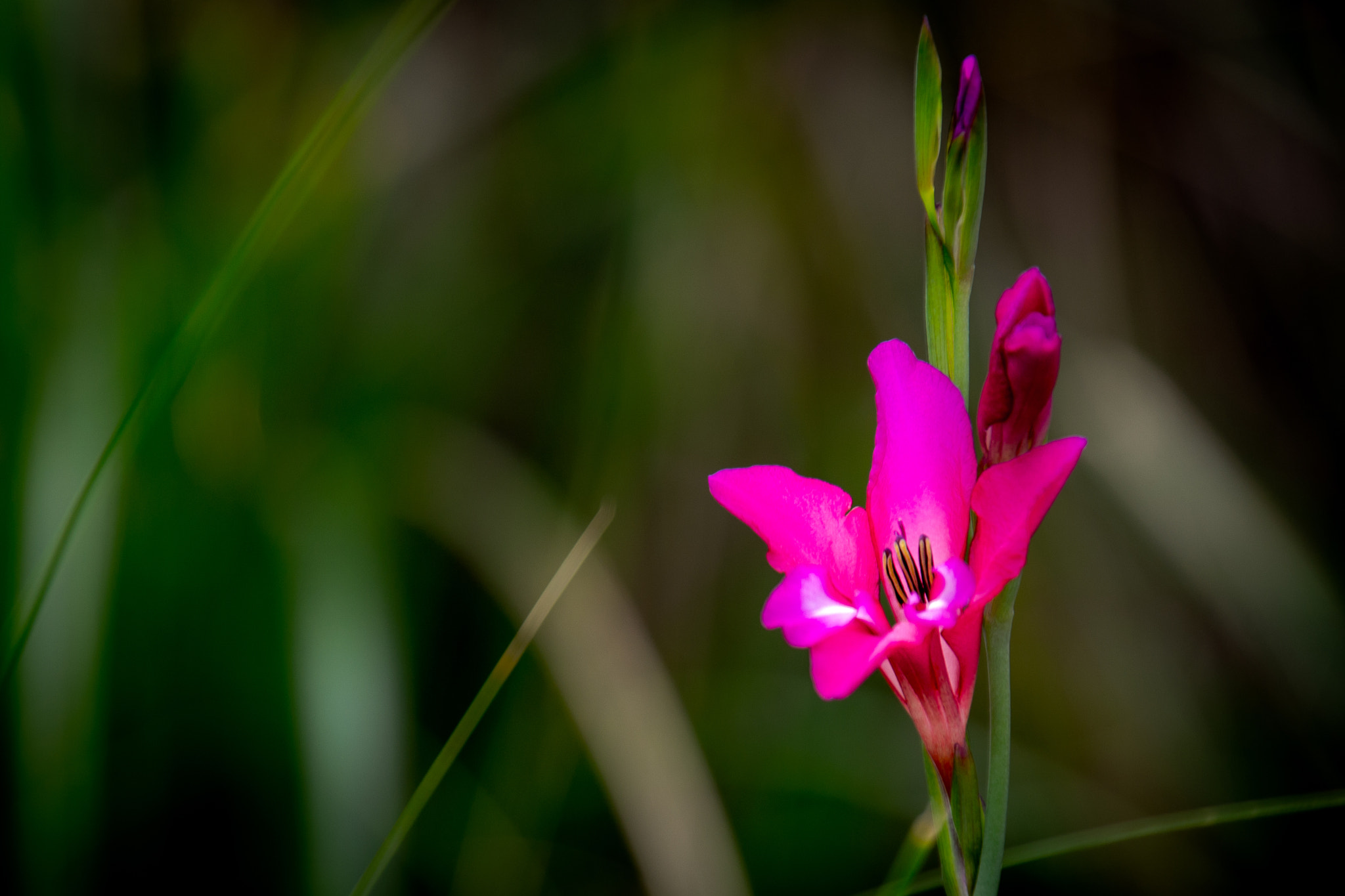 Nikon D3100 sample photo. Pink one photography