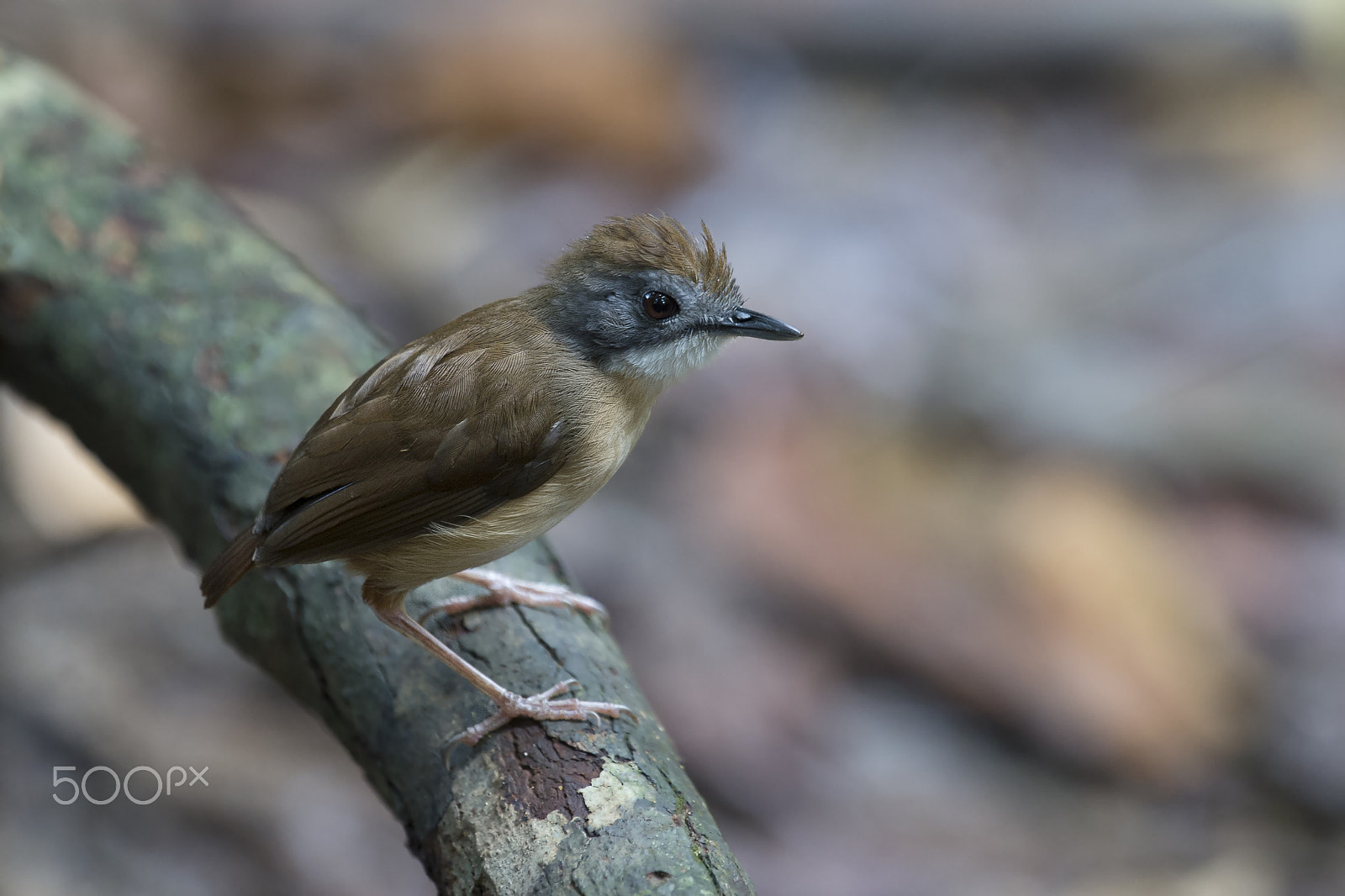 Nikon AF-S Nikkor 400mm F2.8G ED VR II sample photo. Short tailed babbler photography