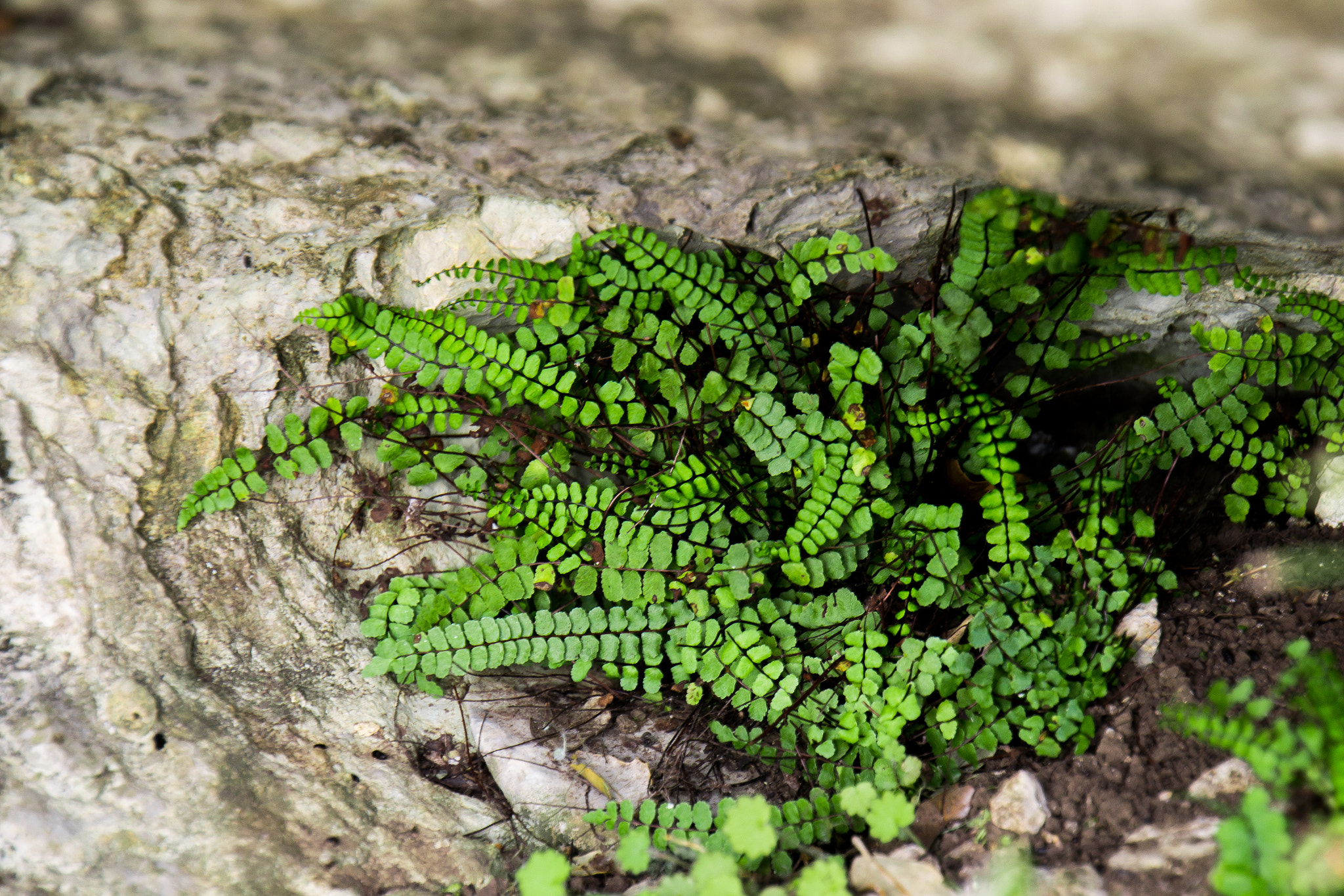 Nikon D3100 sample photo. Found a beauty photography
