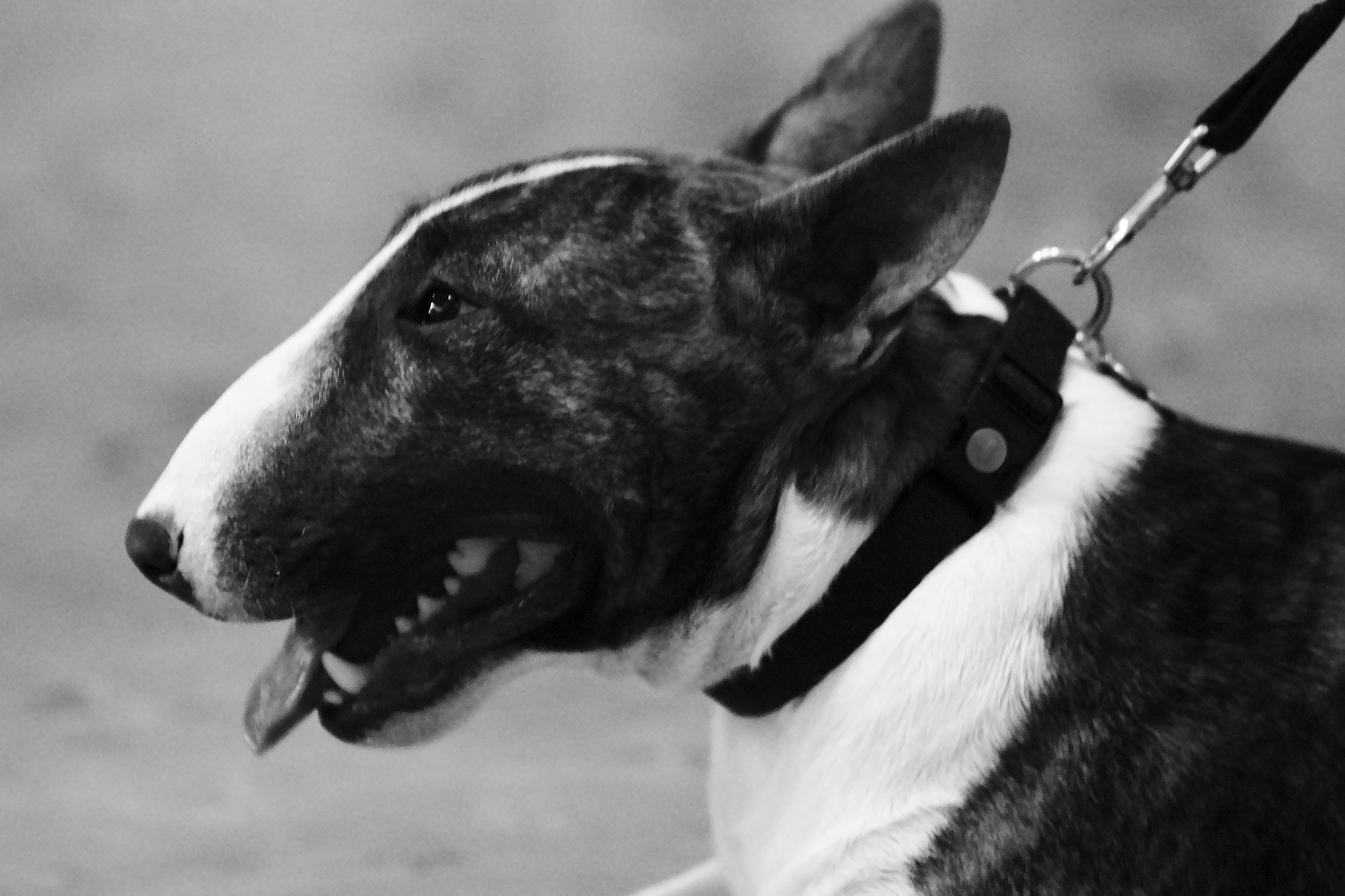 Sigma 70-200mm F2.8 EX DG OS HSM sample photo. Dog photography