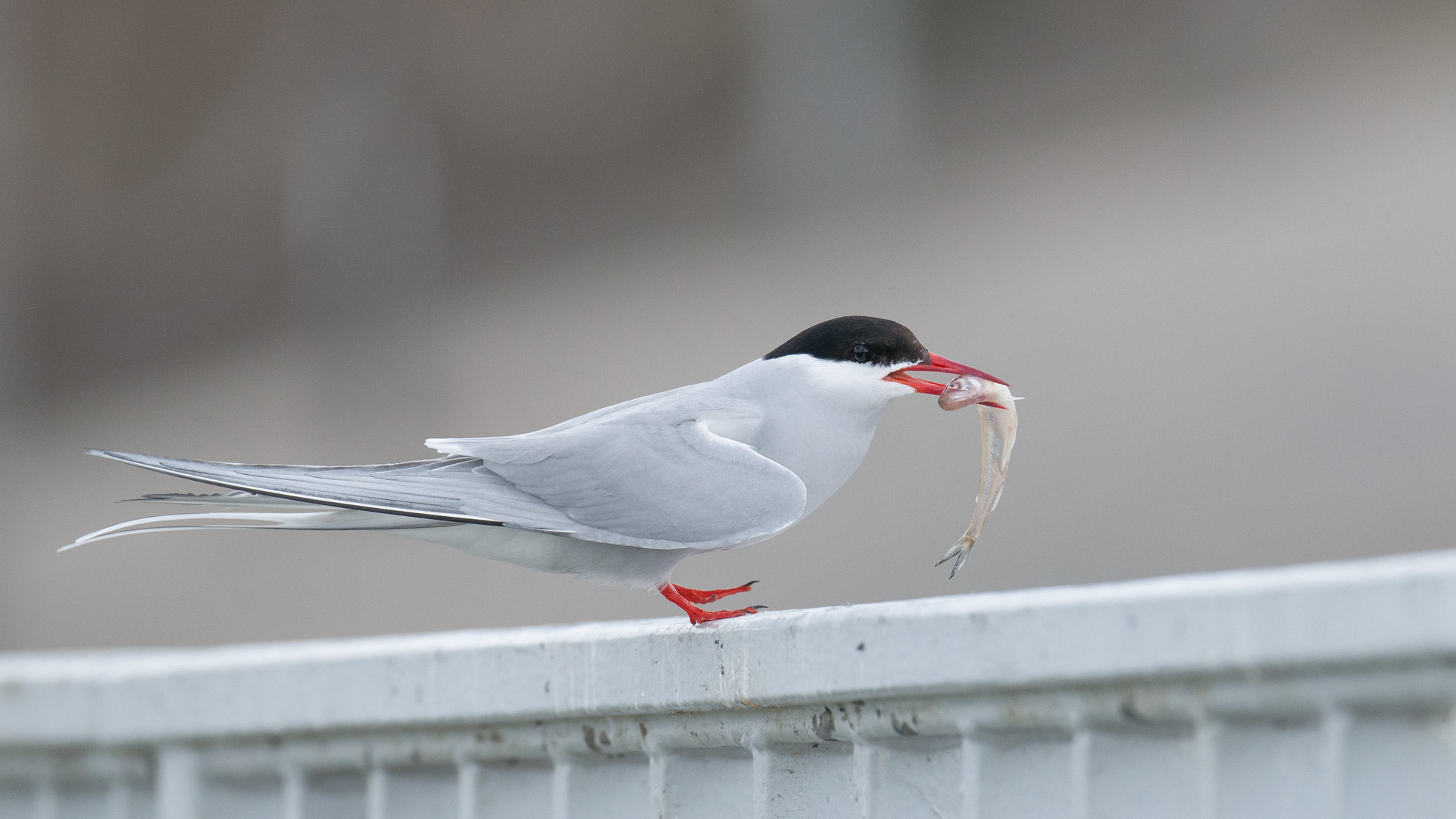 Nikon D800 + Nikon AF-S Nikkor 500mm F4G ED VR sample photo. Küstenseeschwalbe photography