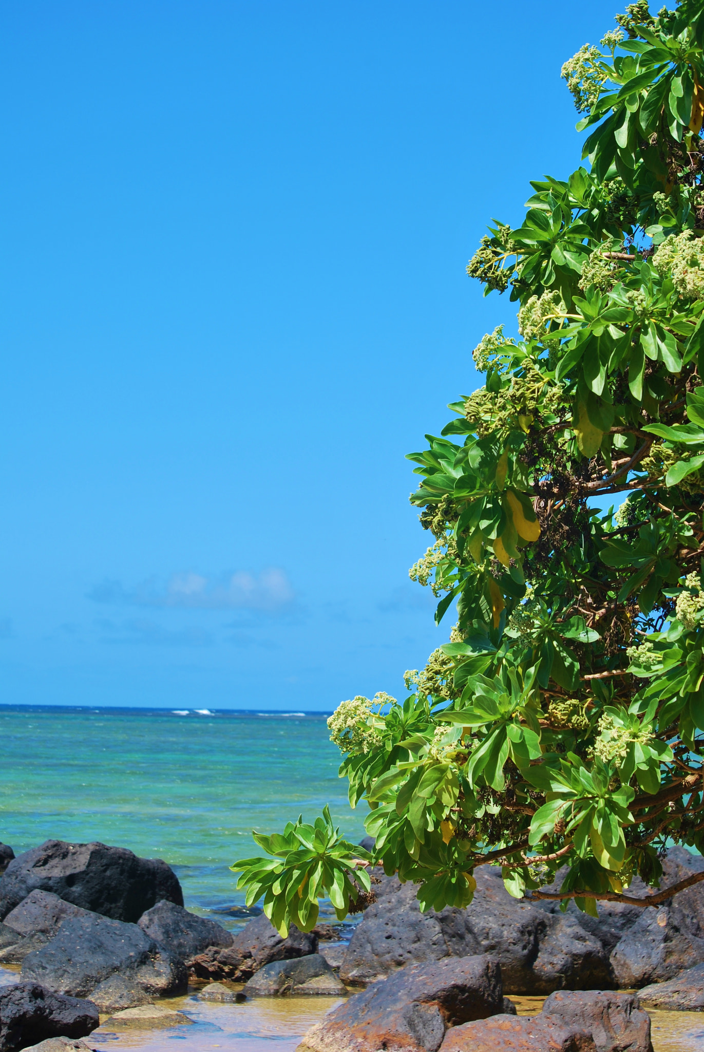 Nikon D60 sample photo. Beach bloomer! photography