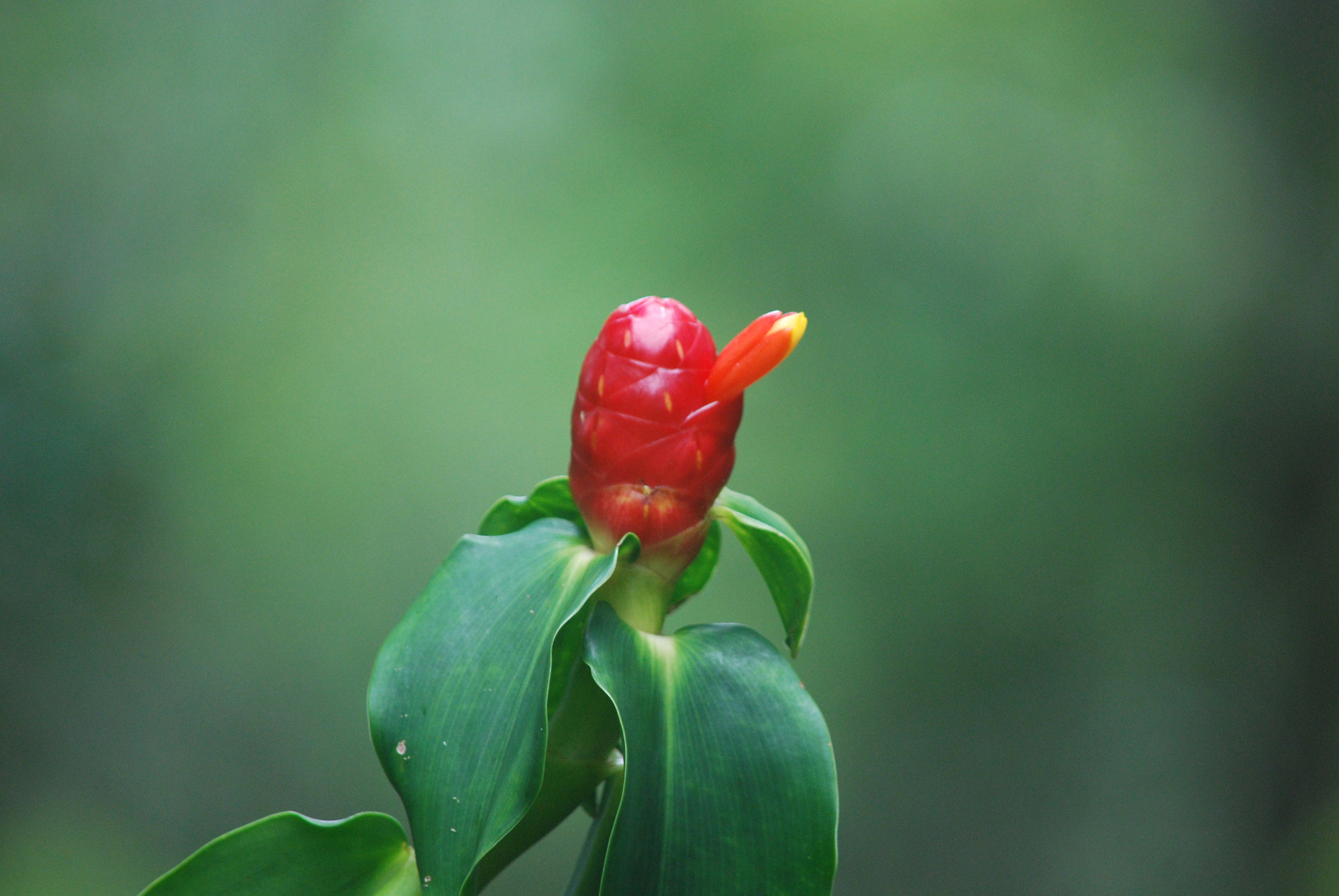 Nikon D60 sample photo. Anomaly on the okolehao trail! photography