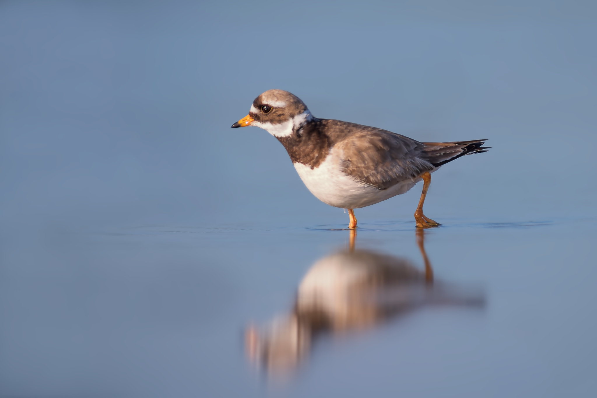 Pentax HD DA 560mm F5.6 ED AW sample photo. The little ringed plover photography