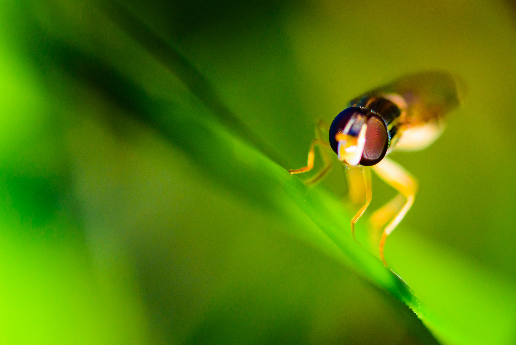 Nikon D750 + AF Micro-Nikkor 60mm f/2.8 sample photo. All eyes photography