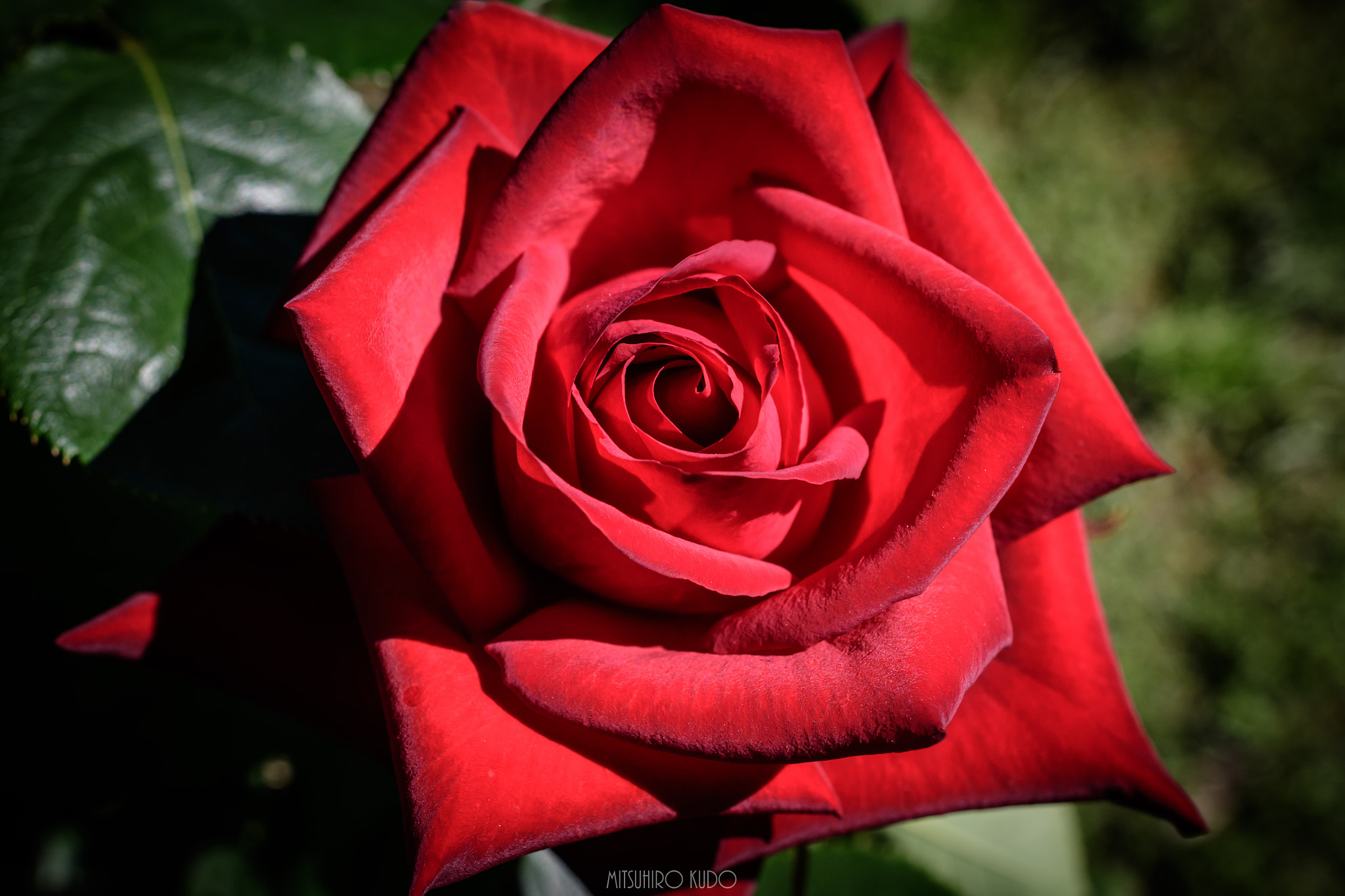 Nikon D500 + Nikon AF-S Nikkor 24mm F1.4G ED sample photo. Crimson photography