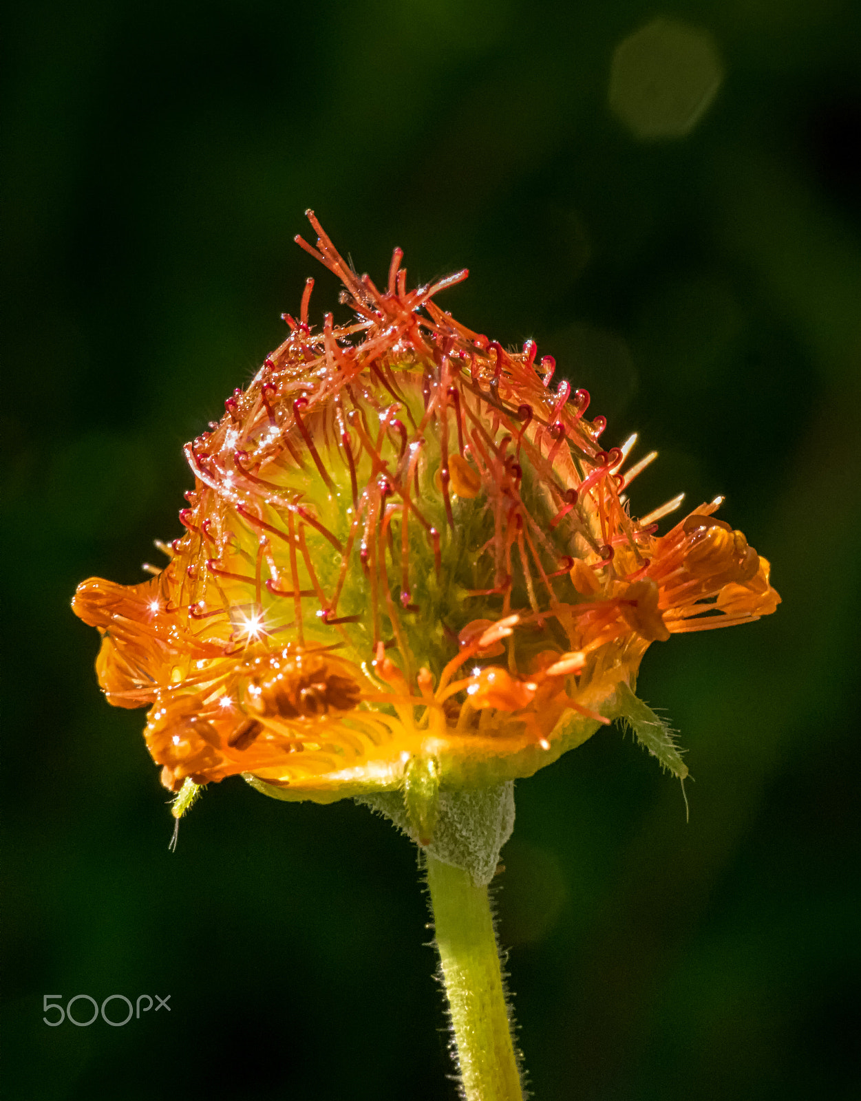 Panasonic Leica DG Macro-Elmarit 45mm F2.8 ASPH OIS sample photo. The shining photography