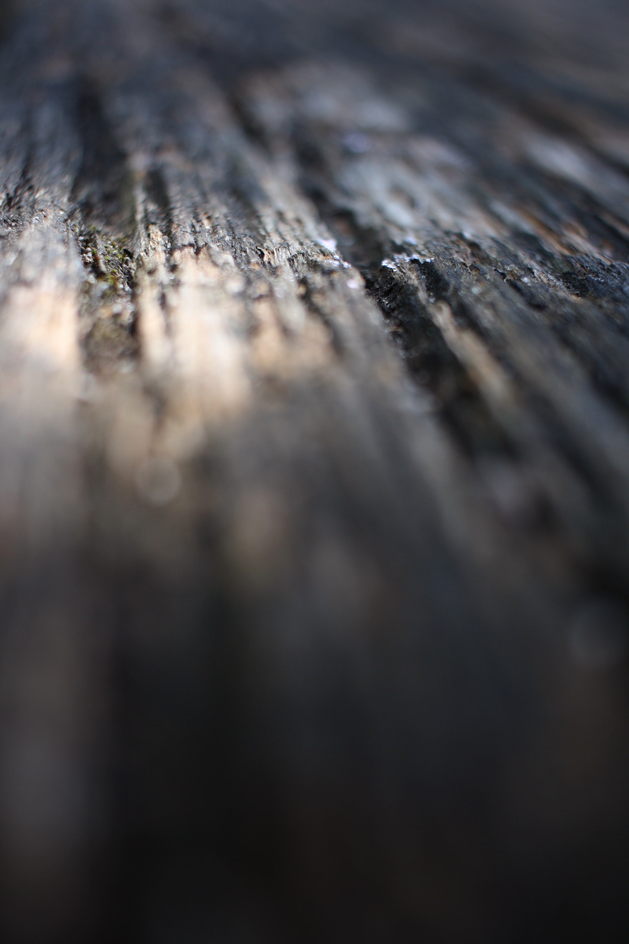 Canon EF-S 24mm F2.8 STM sample photo. Texture photography