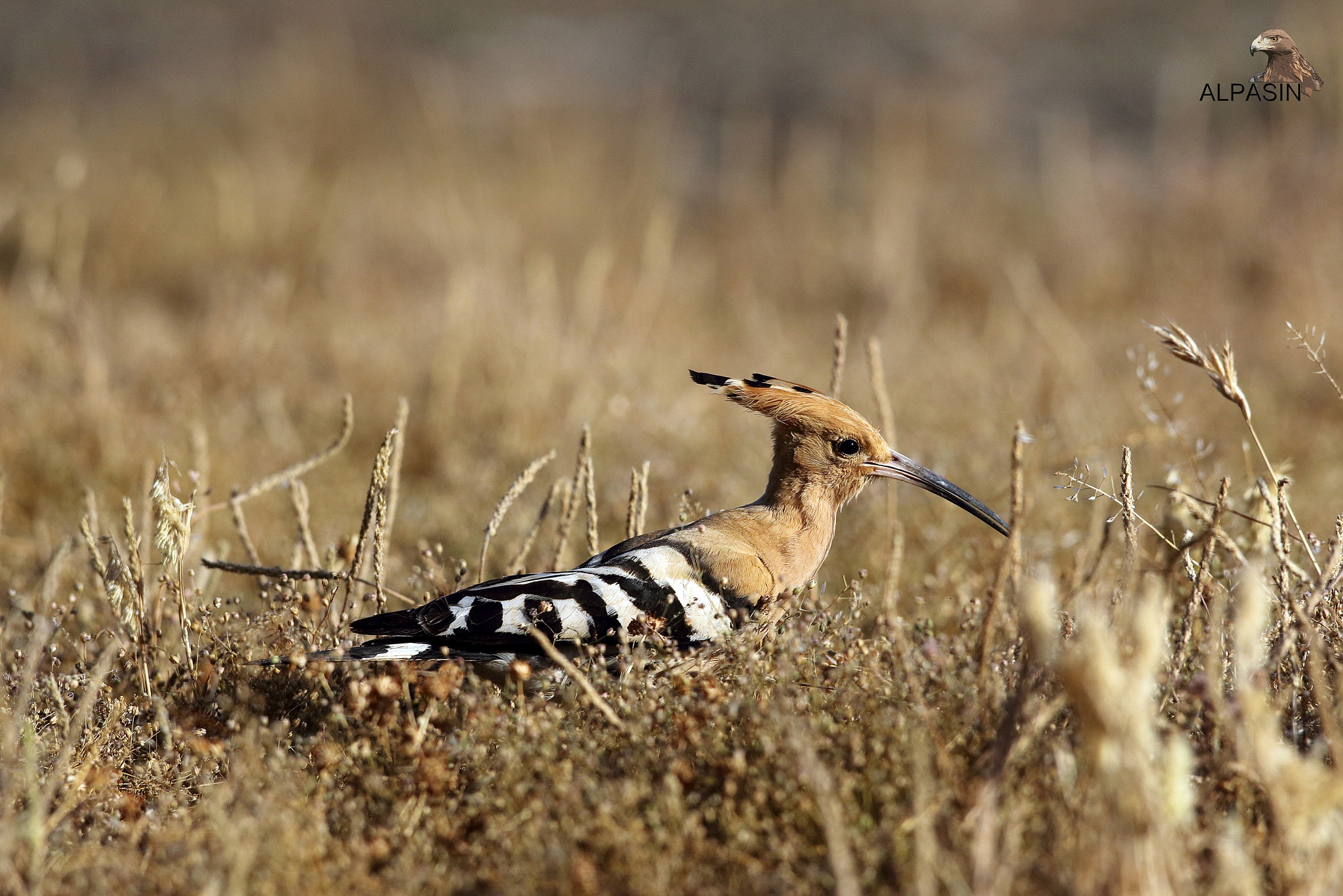 Canon EOS 70D + Canon EF 400mm F2.8L IS USM sample photo. Aves forestales de sierra morena. photography