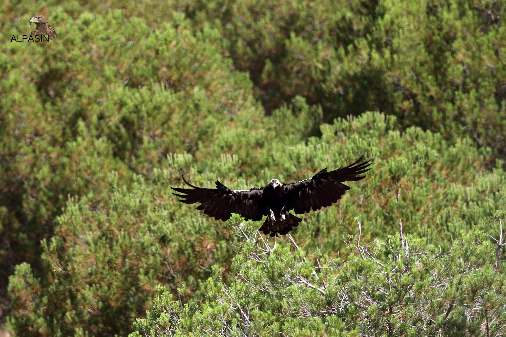Canon EOS 70D + Canon EF 400mm F2.8L IS USM sample photo. Aves forestales de sierra morena. photography