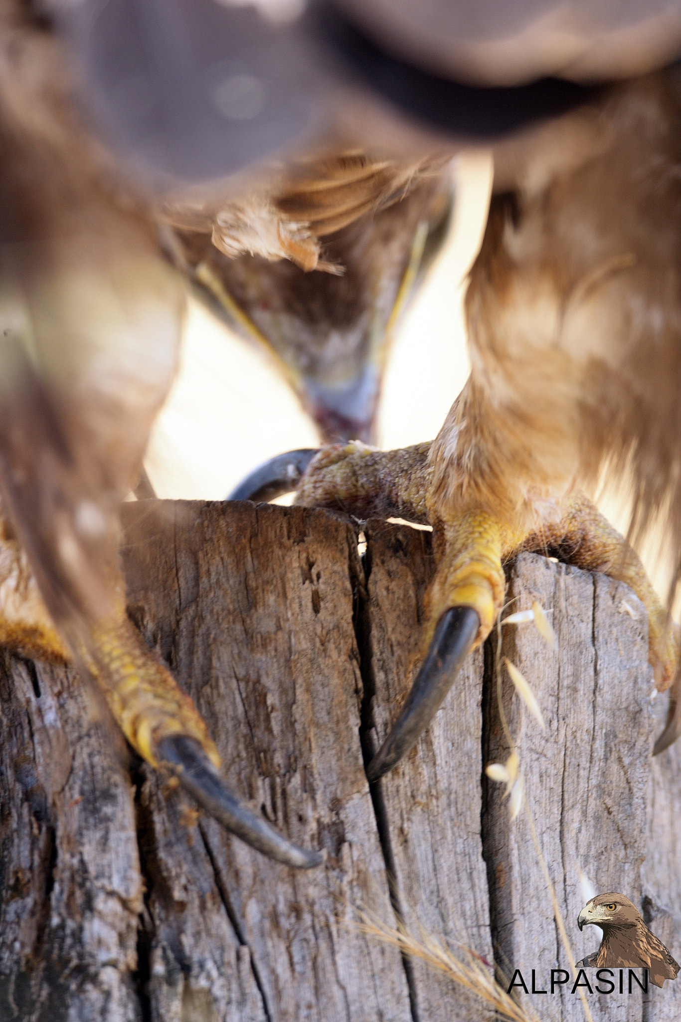 Canon EF 800mm F5.6L IS USM sample photo. Aves forestales de sierra morena. photography