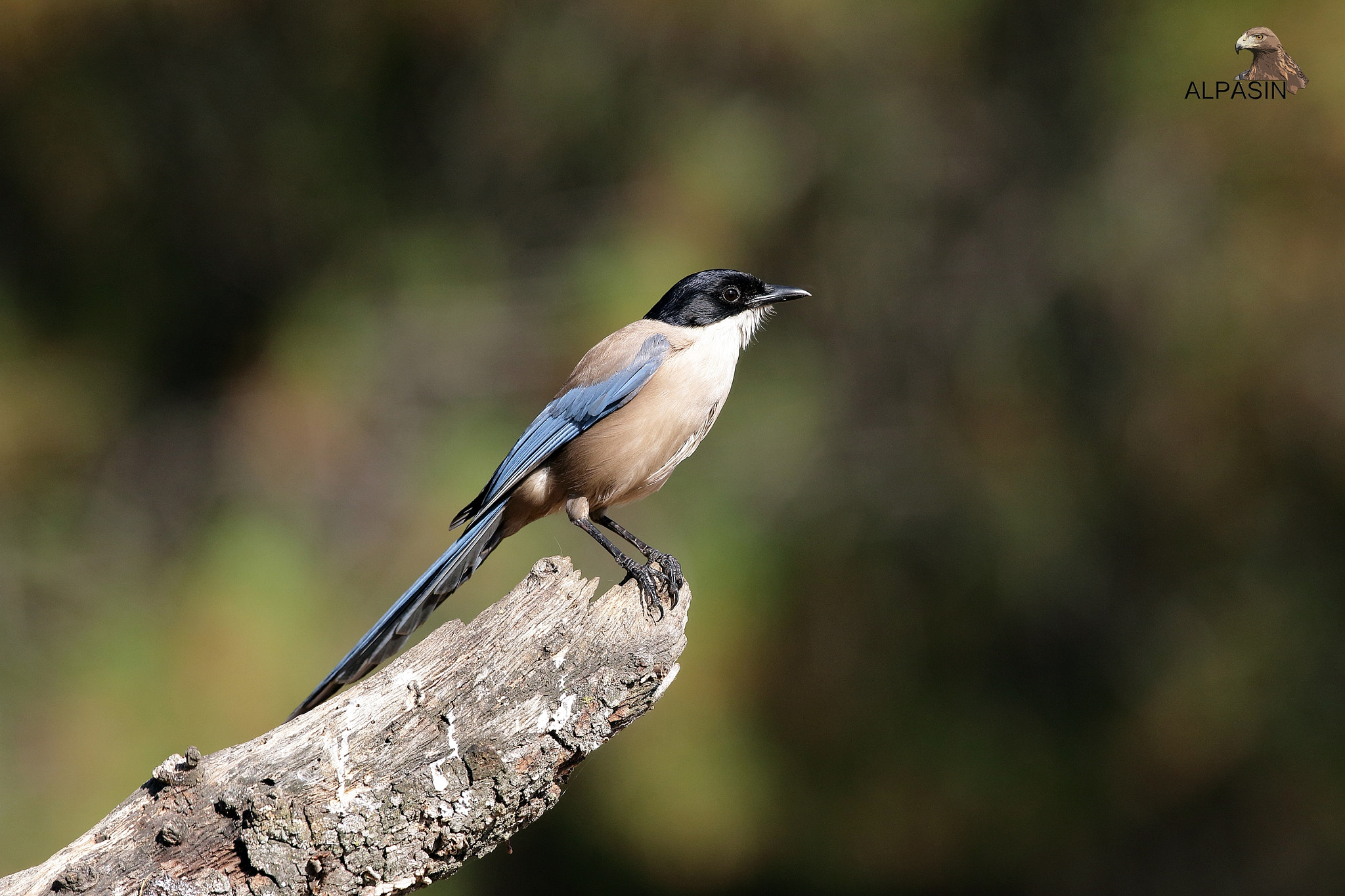 Canon EOS 70D + Canon EF 400mm F2.8L IS USM sample photo. Aves forestales de sierra morena. photography