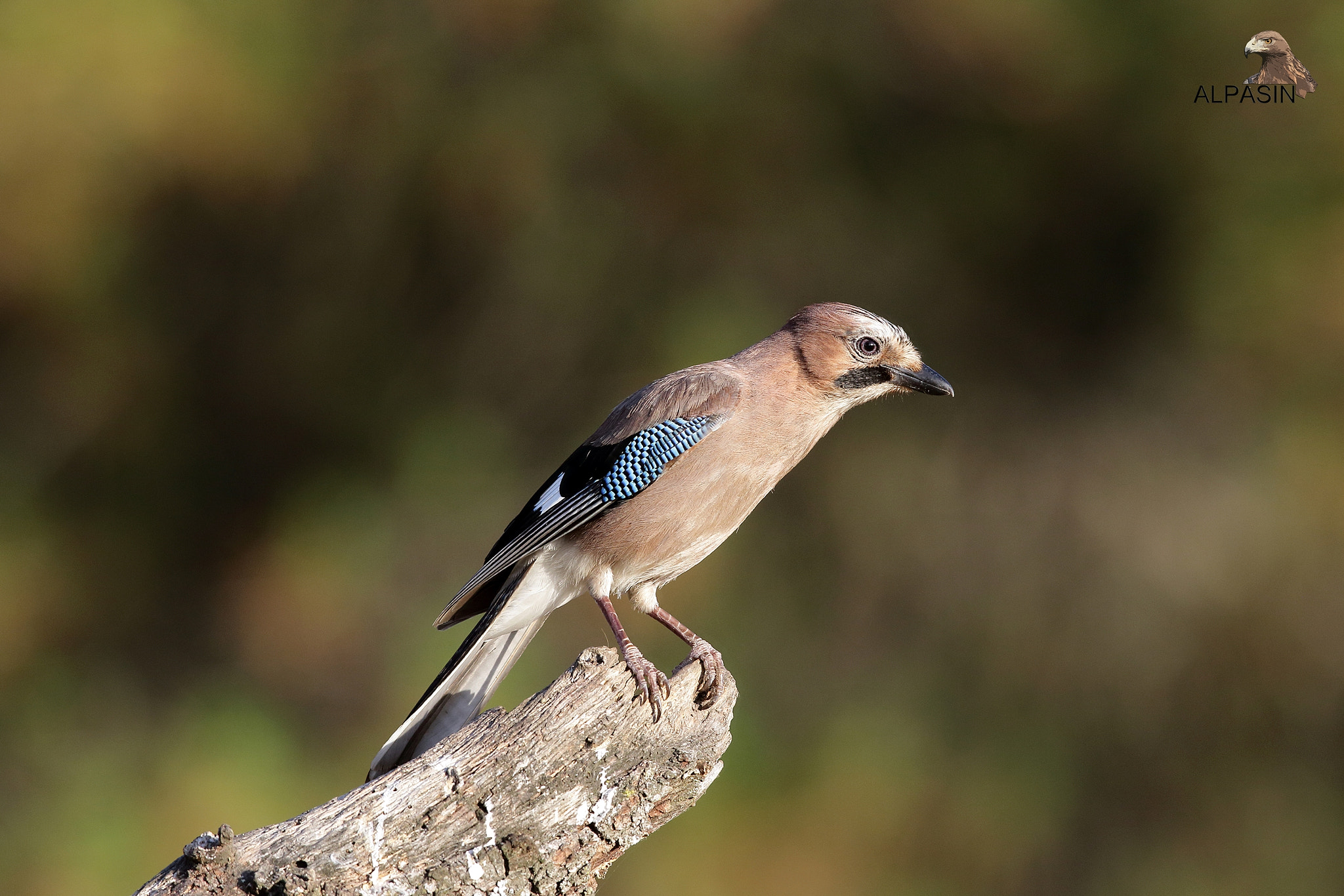 Canon EOS 70D + Canon EF 400mm F2.8L IS USM sample photo. Aves forestales de sierra morena. photography