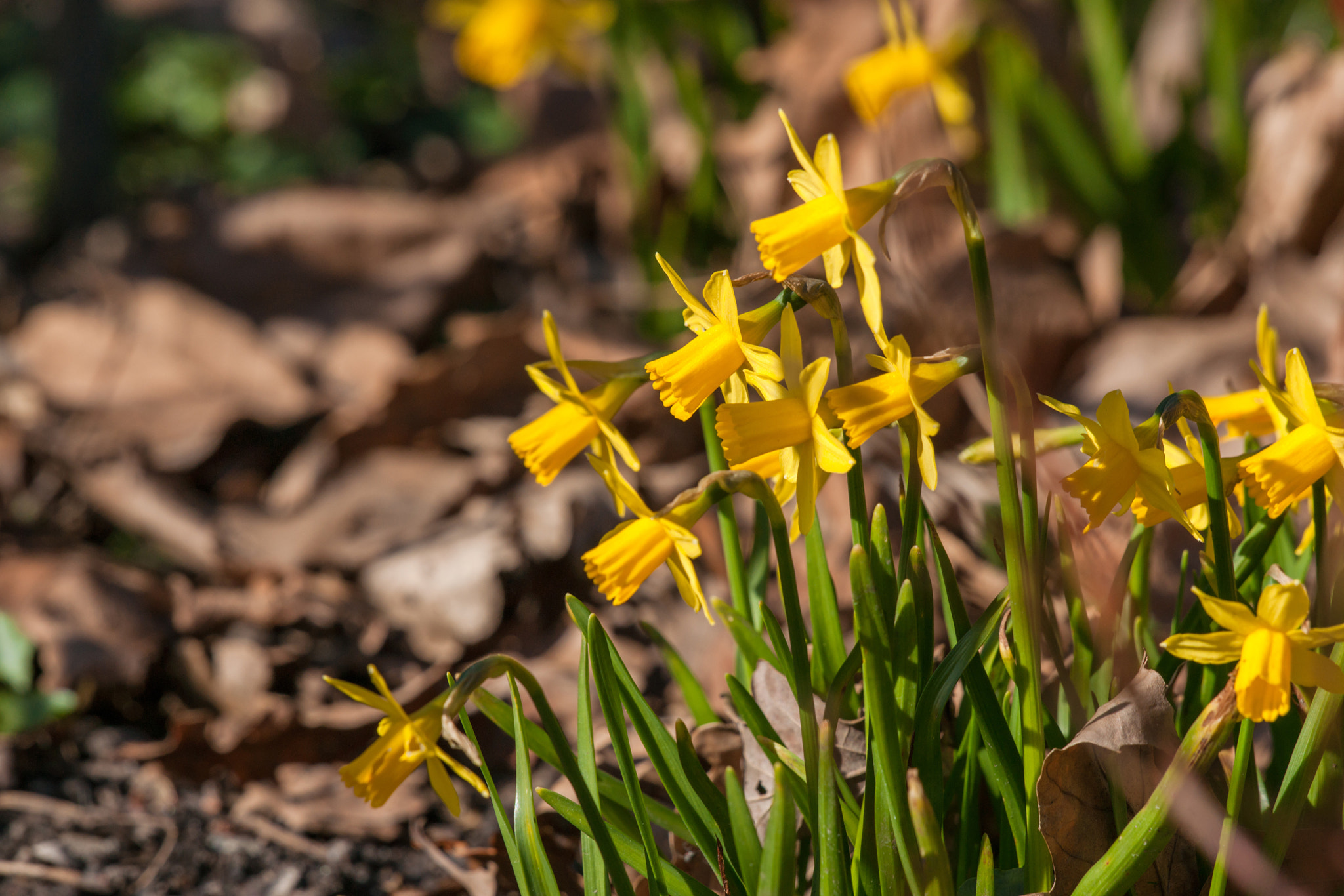 Sony 70-400mm F4-5.6 G SSM II sample photo. Springtime flowers with yellow daffodils photography