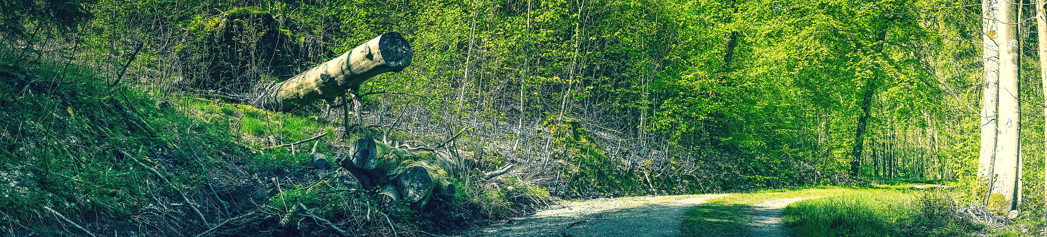 Sony a7R + Minolta AF 50mm F1.4 [New] sample photo. Tree trunks by the road photography
