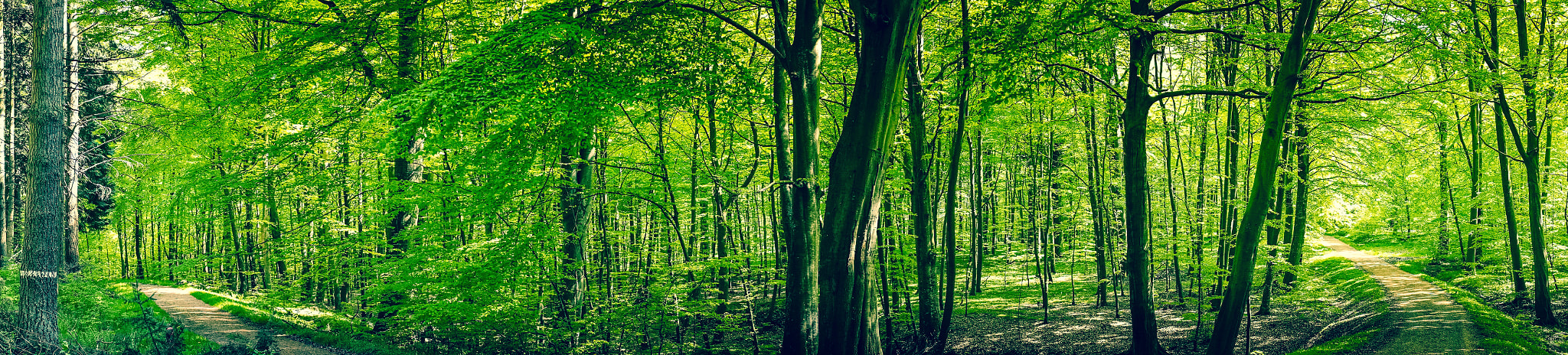 Sony a7R + Minolta AF 50mm F1.4 [New] sample photo. Roads in a green forest panorama photography