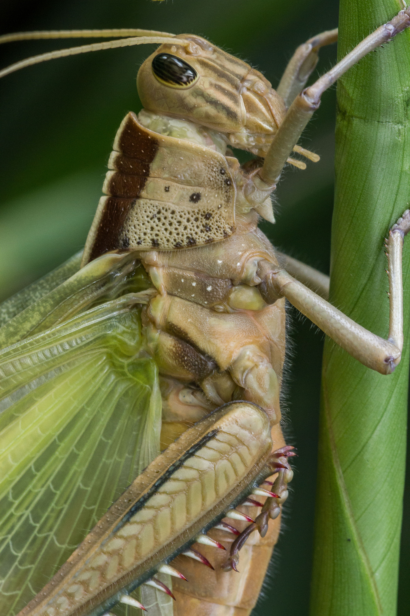 Canon EOS 7D + Sigma APO Macro 150mm f/2.8 EX DG HSM sample photo. The alien photography