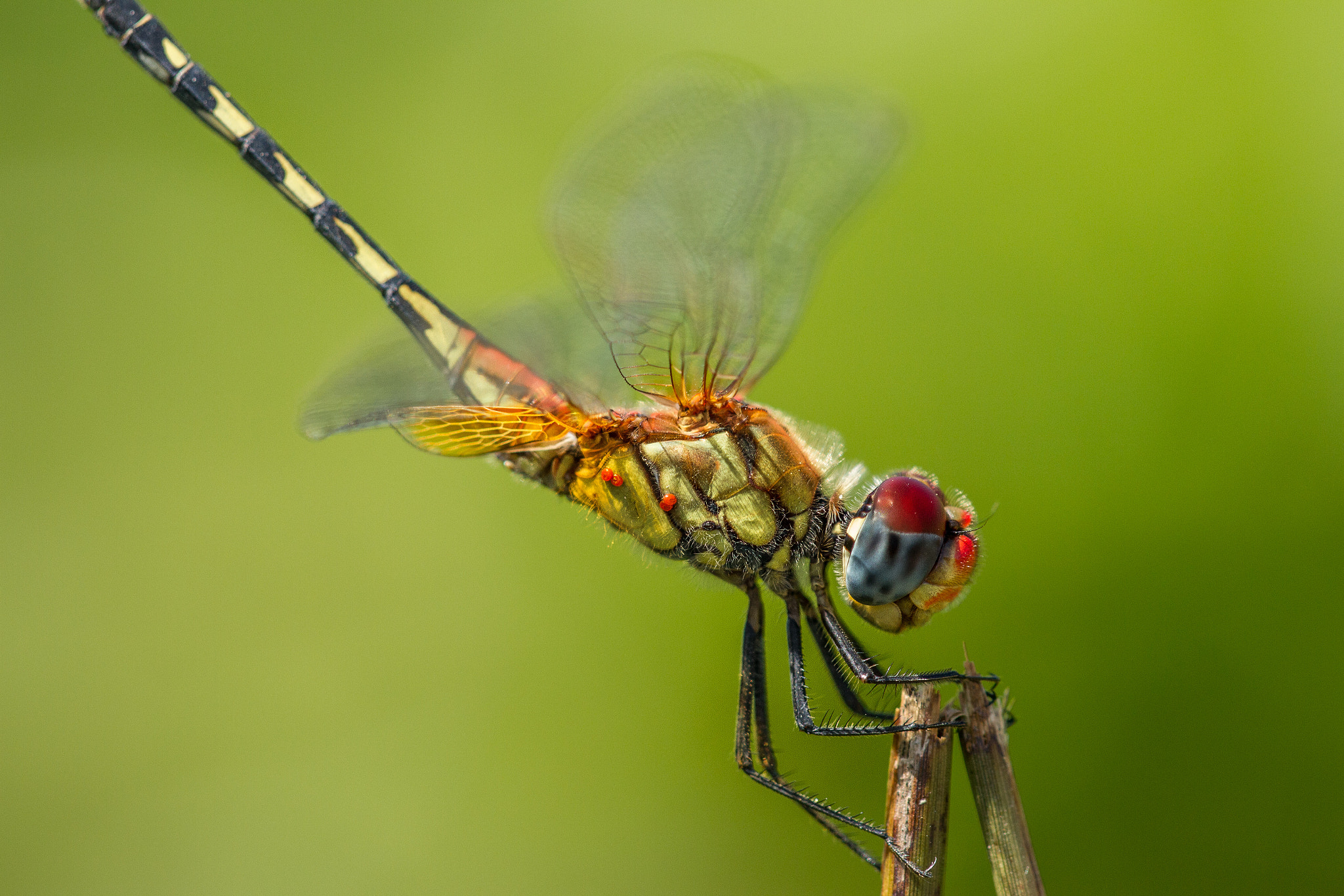 Canon EOS 7D + Sigma APO Macro 150mm f/2.8 EX DG HSM sample photo. Ready for take off photography