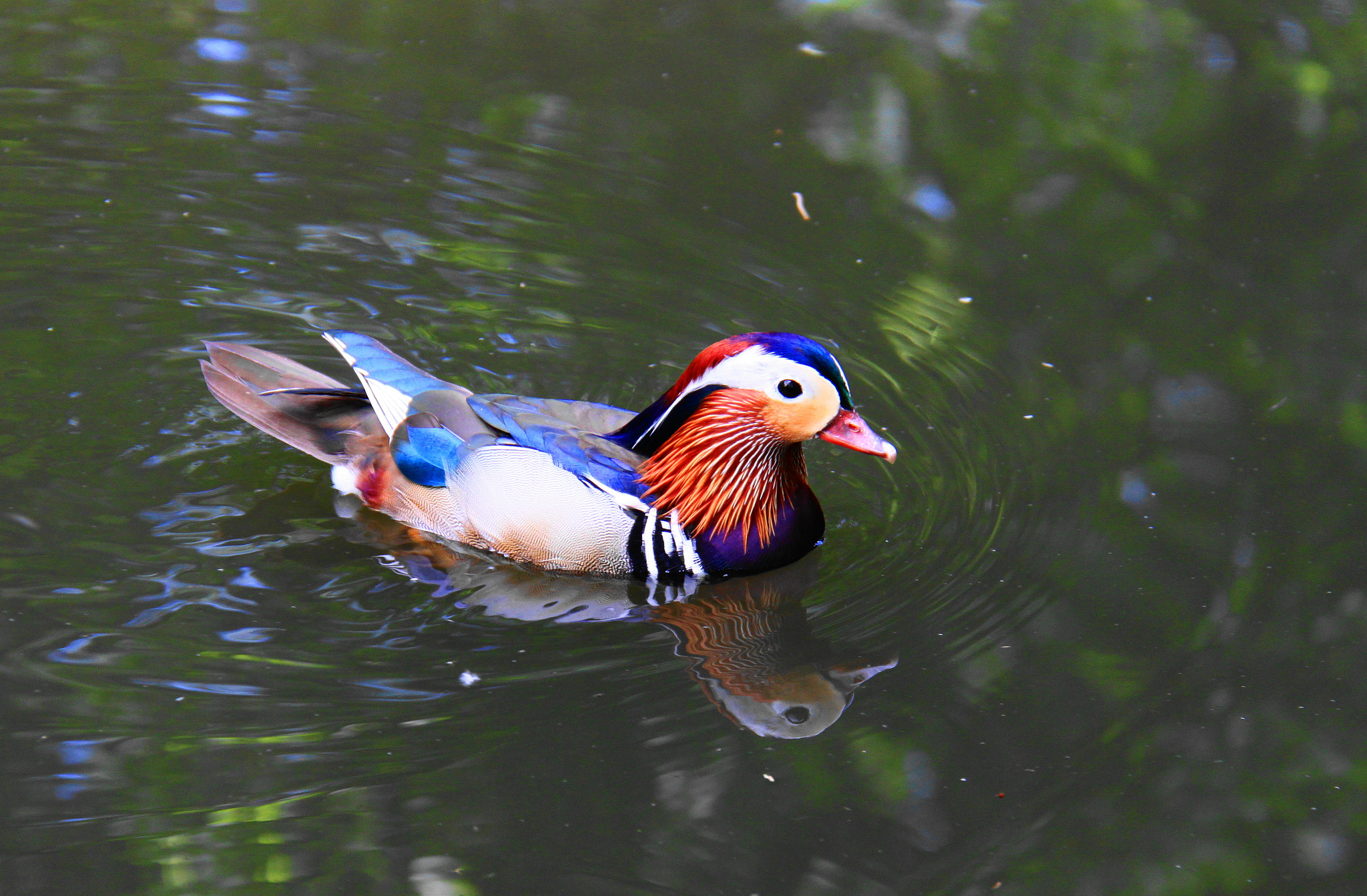Canon EOS 500D (EOS Rebel T1i / EOS Kiss X3) sample photo. Mandarin duck photography
