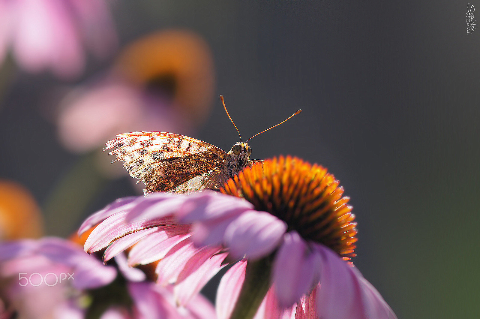 Sony SLT-A35 + Tamron SP AF 90mm F2.8 Di Macro sample photo. Butterfly photography