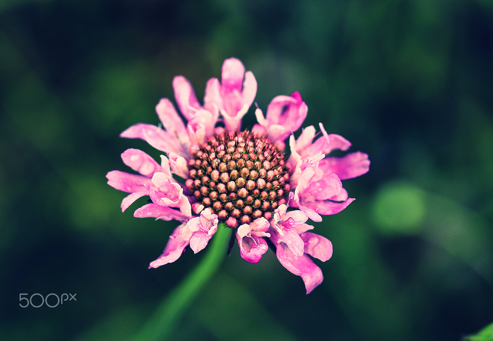 Canon EF-S 60mm F2.8 Macro USM sample photo. Near the heart photography