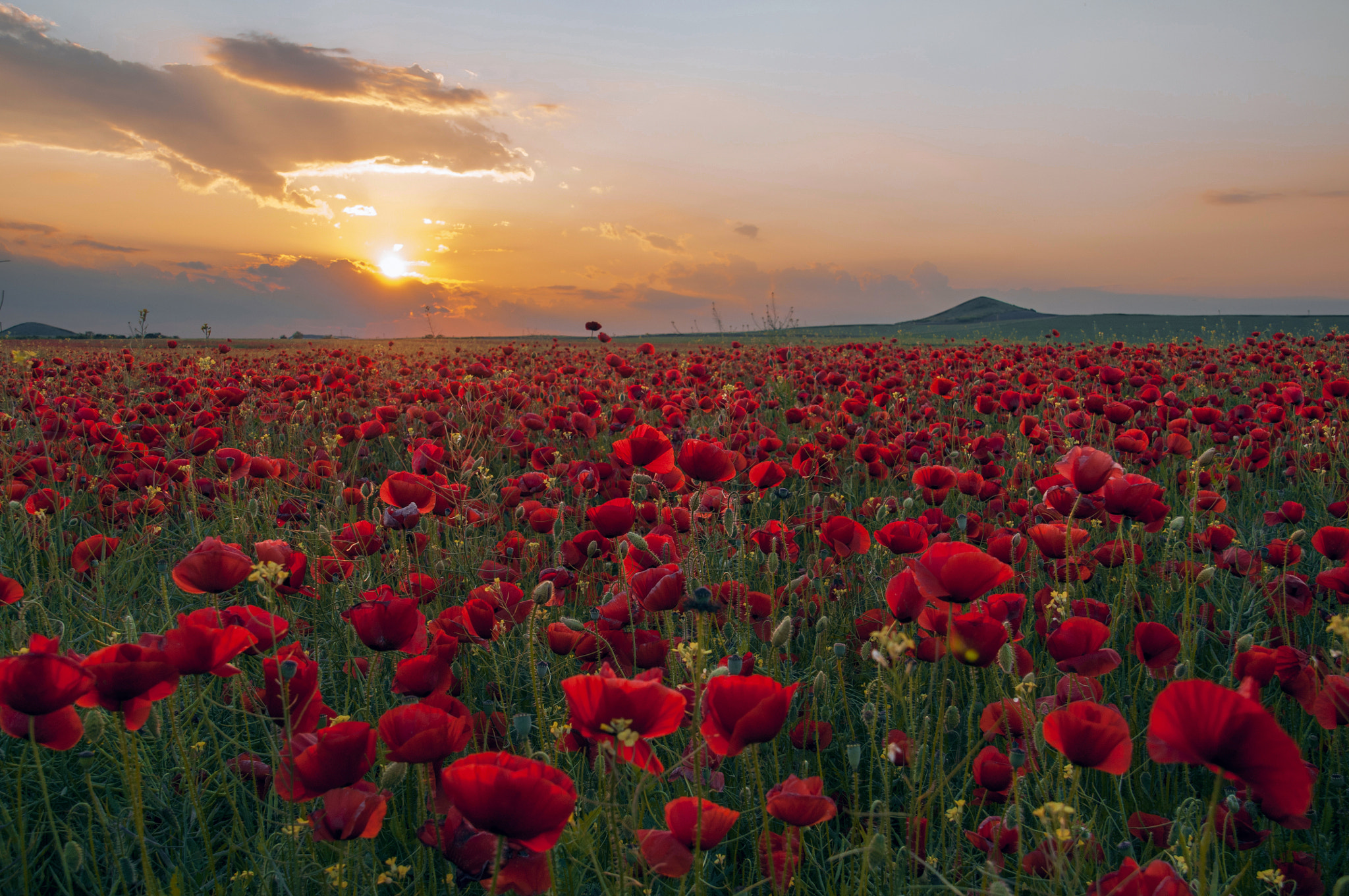 Sigma 18-200mm F3.5-6.3 DC OS HSM sample photo. The fields photography