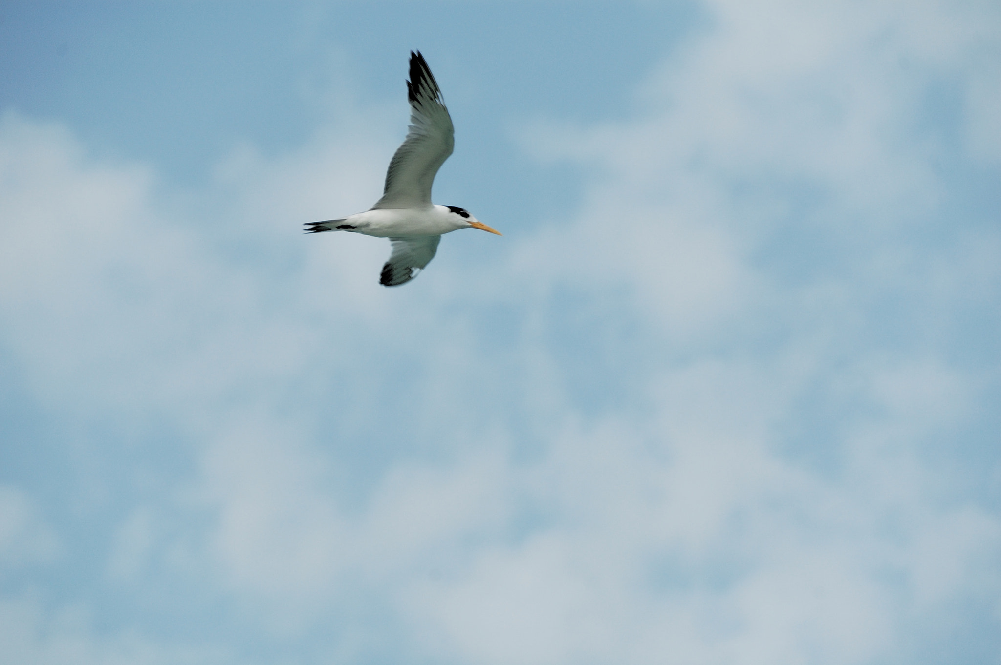 Nikon D70 sample photo. نورس photography