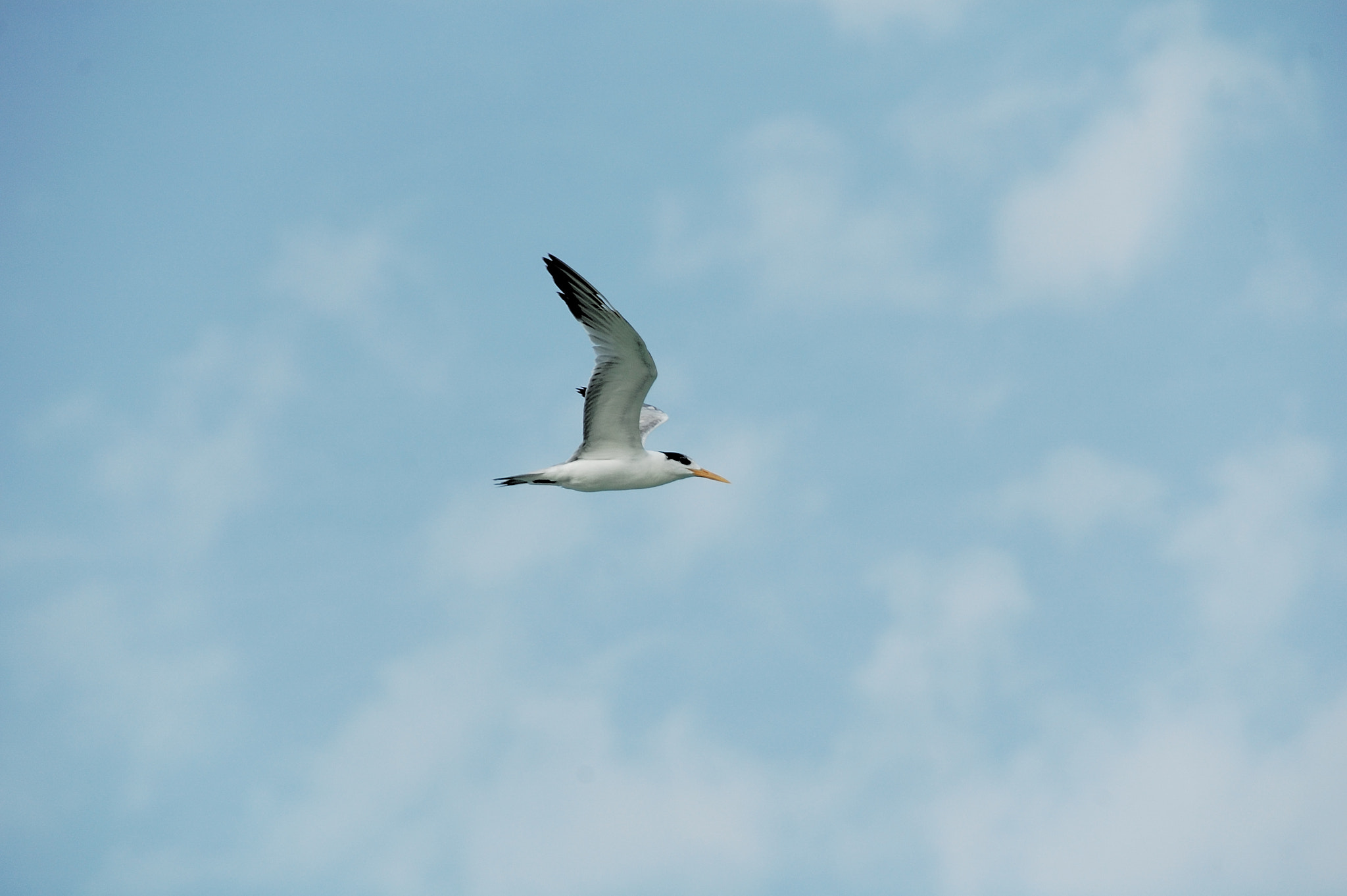 Nikon D70 sample photo. نورس photography