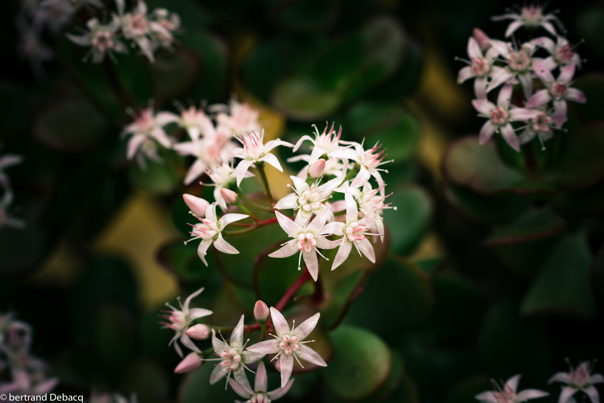 Canon EOS 7D + Tamron SP AF 60mm F2 Di II LD IF Macro sample photo. étoiles de fleur photography