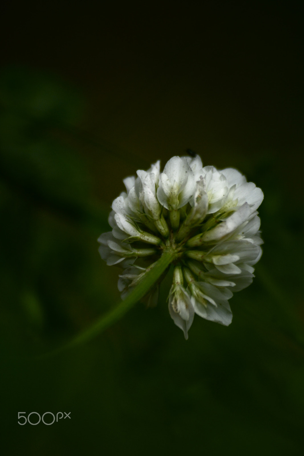 Sigma 70-300mm F4-5.6 APO Macro Super II sample photo. _dsc0879.jpg photography