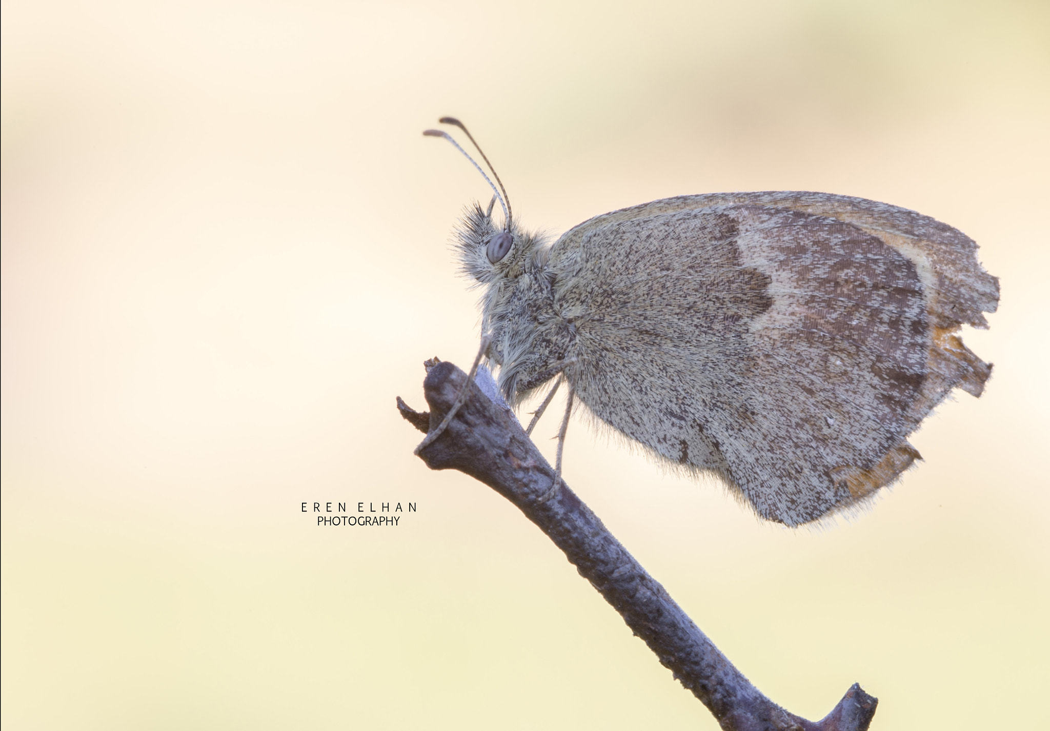 Canon EOS 6D + Sigma 105mm F2.8 EX DG Macro sample photo. Butterfly photography