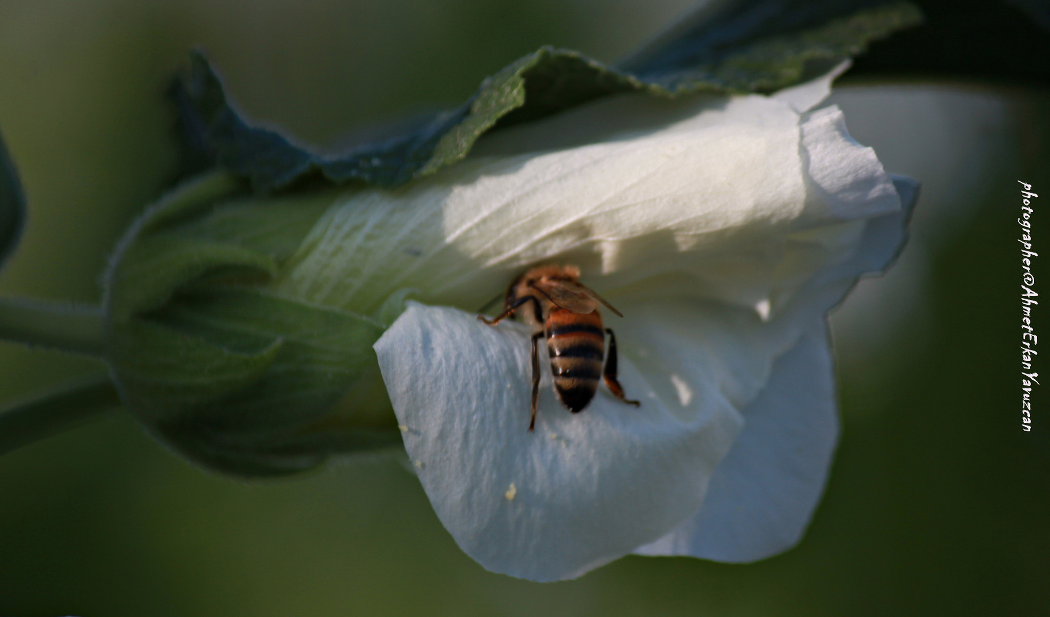 Canon EOS 500D (EOS Rebel T1i / EOS Kiss X3) sample photo. Pure love - saf aşk photography