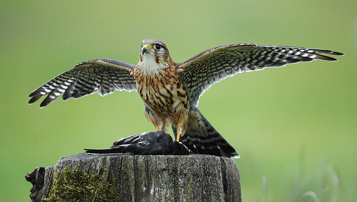 Sigma 50-500mm F4.5-6.3 DG OS HSM sample photo. Goshawk with prey photography