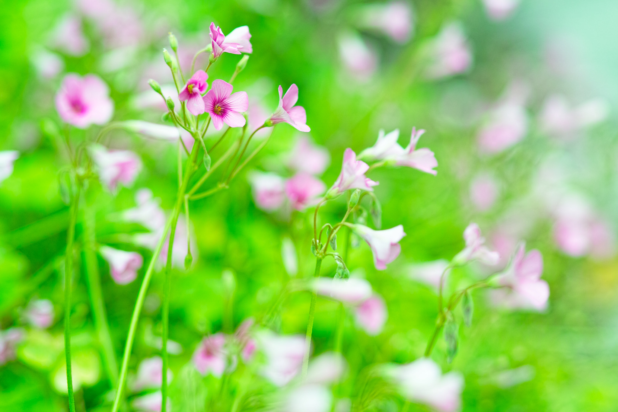 Sigma SD1 Merrill + Sigma 85mm F1.4 EX DG HSM sample photo. Fumi photography