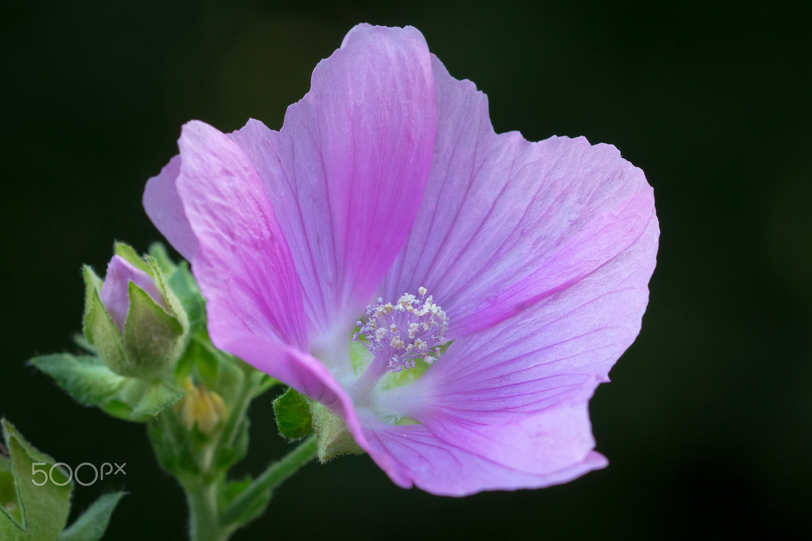 Sony SLT-A57 sample photo. Malva sylvestris photography