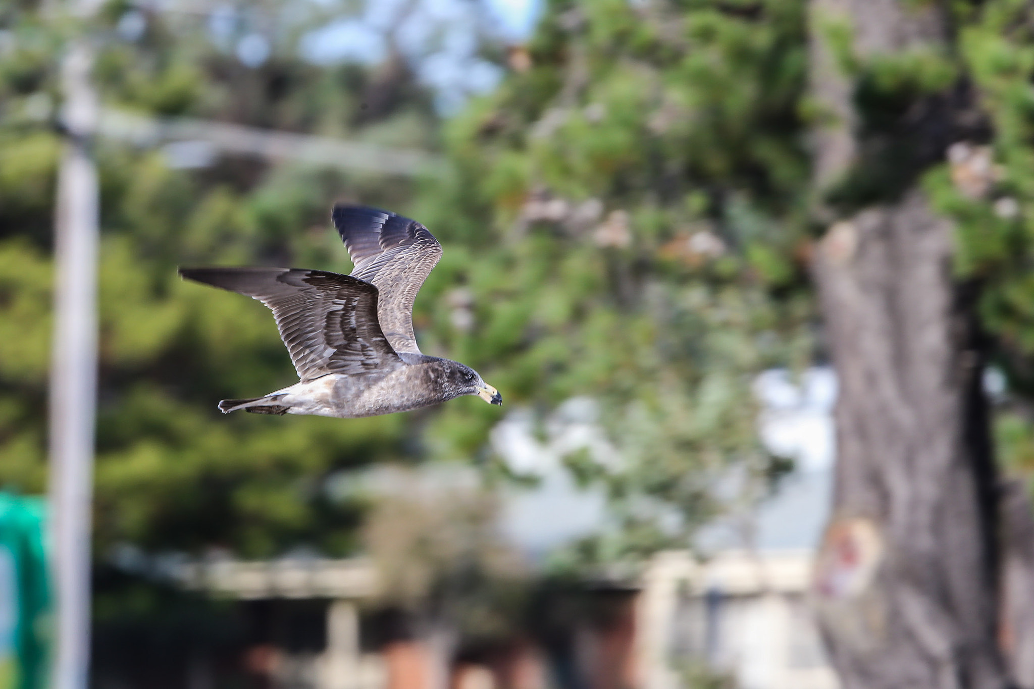 Canon EF 300mm F2.8L IS II USM sample photo. Gull in flight photography