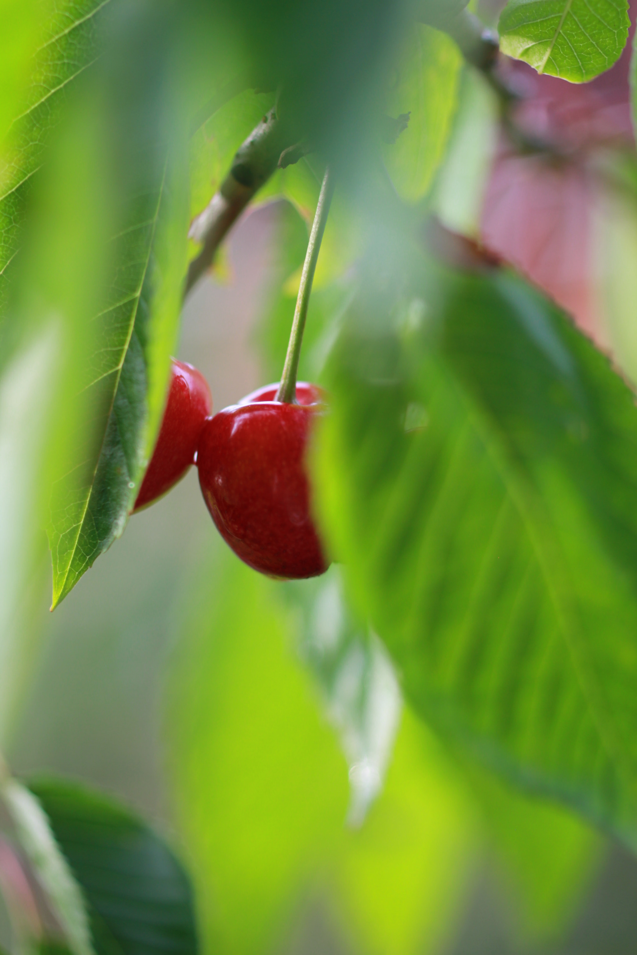 ZEISS Makro-Planar T* 50mm F2 sample photo