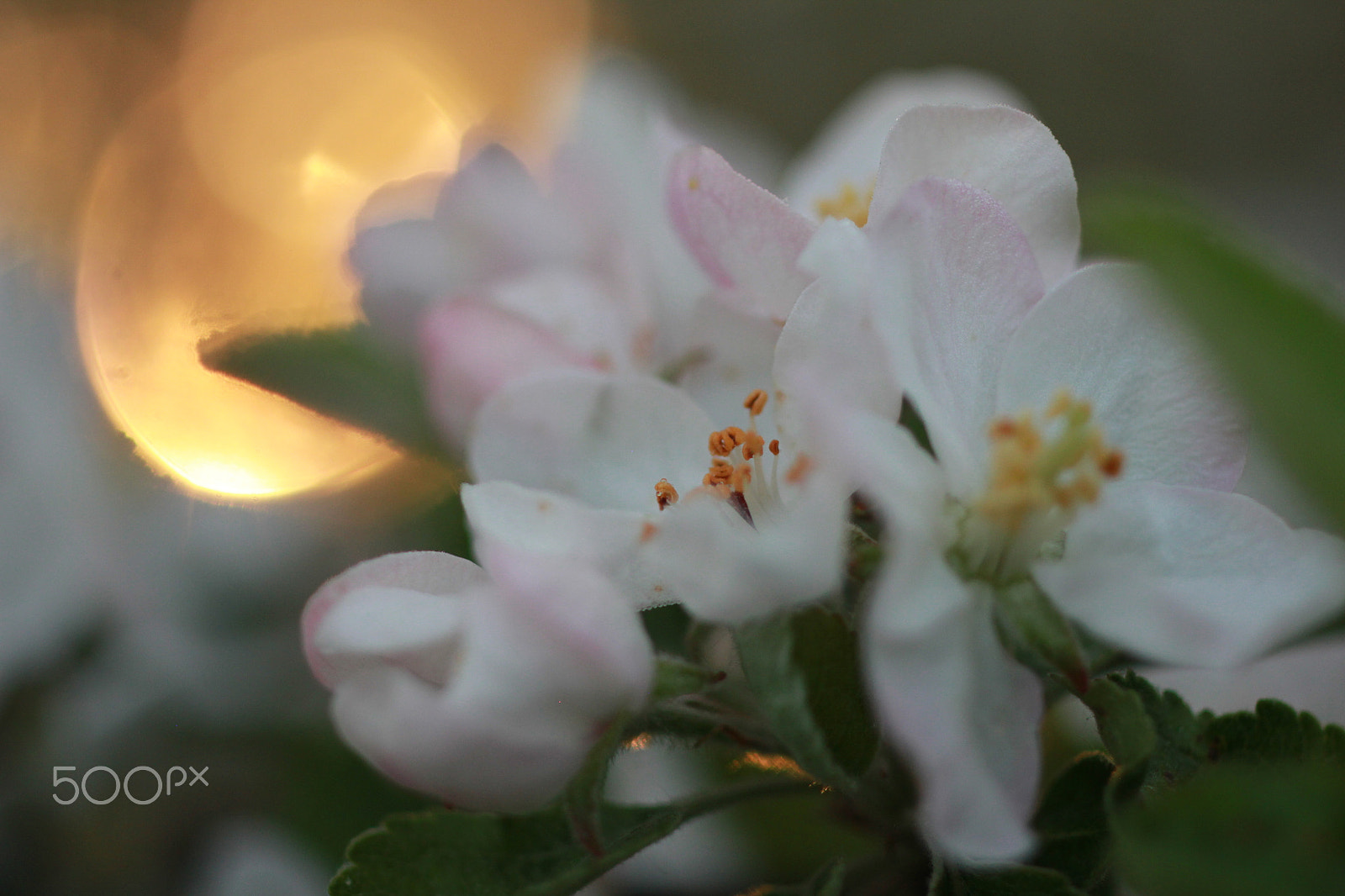 ZEISS Makro-Planar T* 50mm F2 sample photo. Flower photography